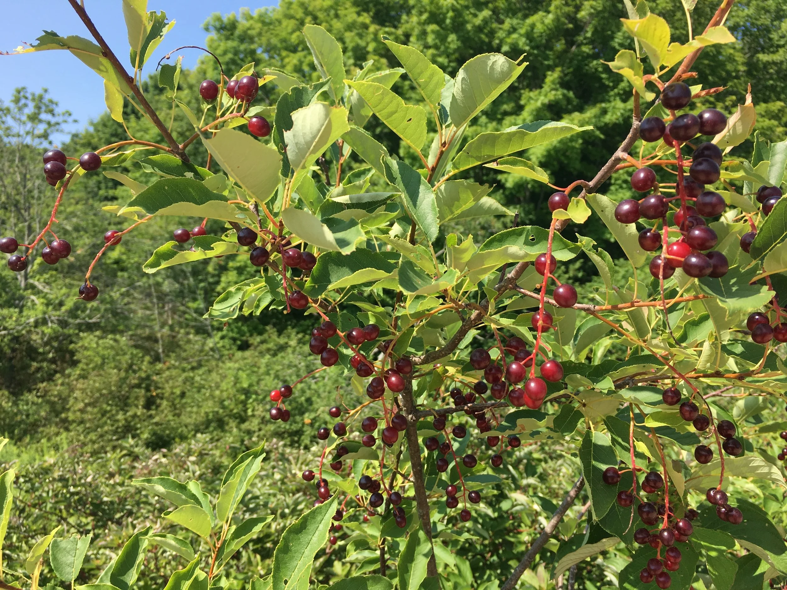 English:  NPS, Public domain, via Wikimedia Commons.jpg