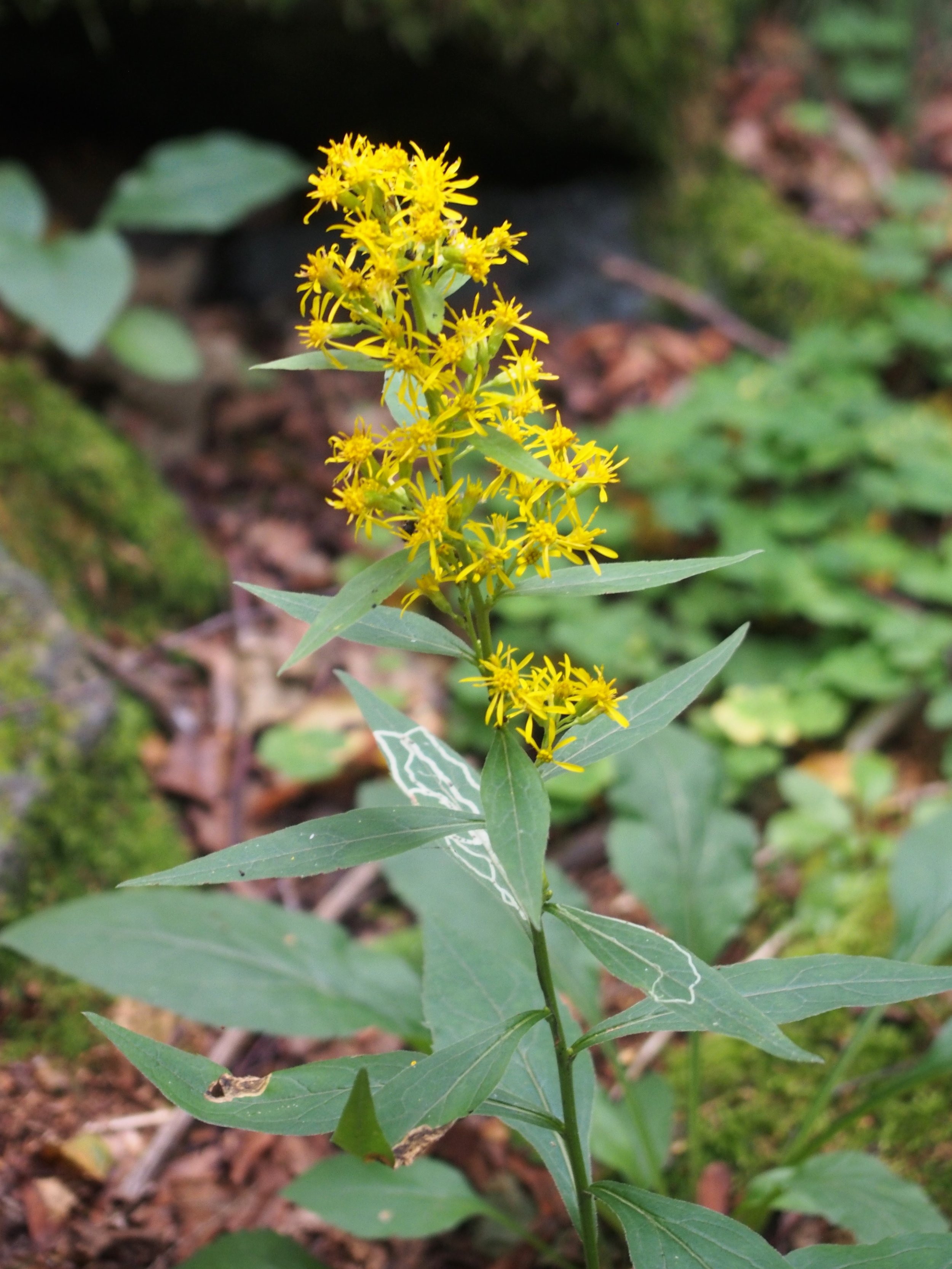 Up close image of golden rod on the forest floor