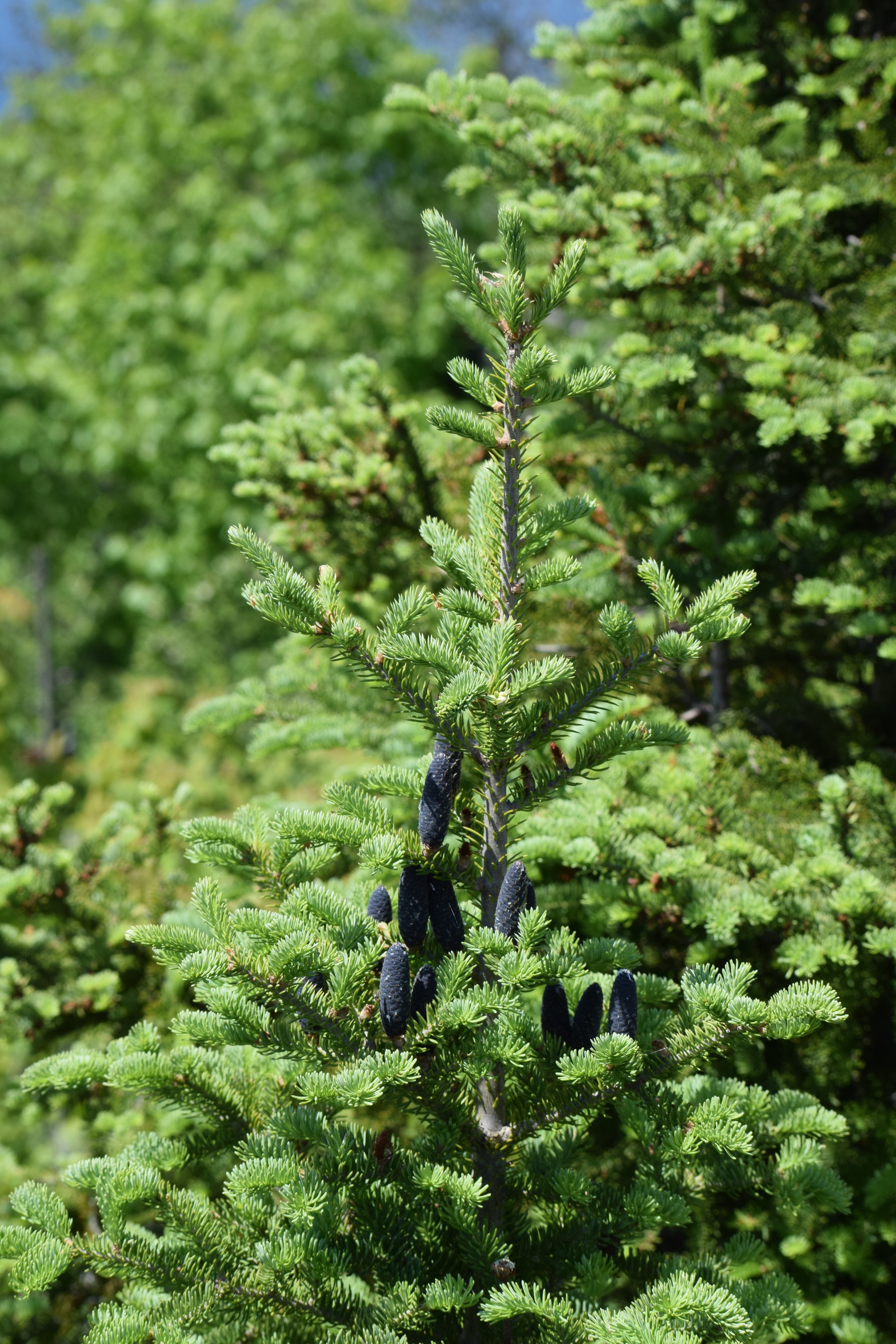 Vibrant green balsam fir in a balsam fir forest