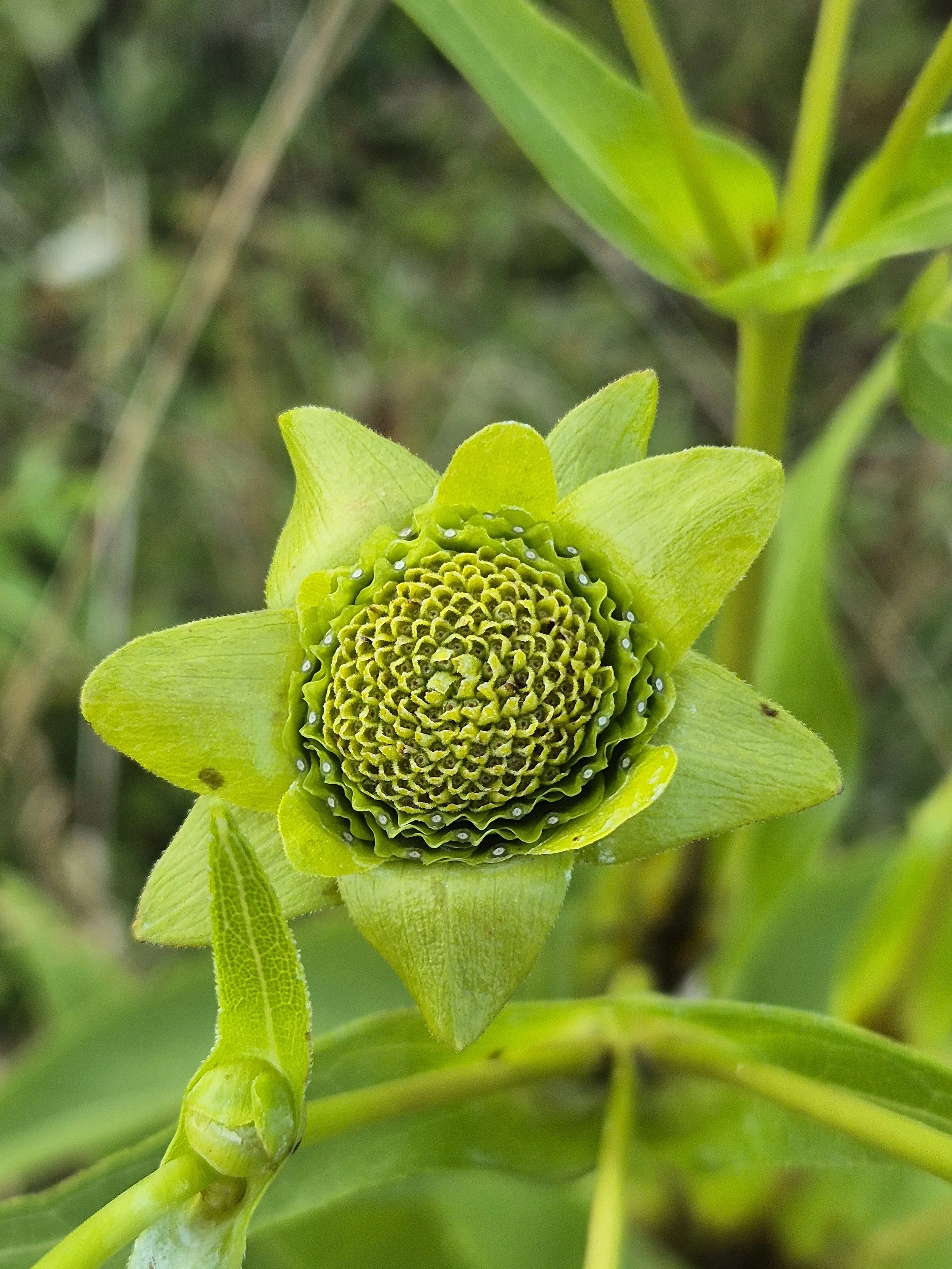 Silphium_perfoliatum_sl17.jpg