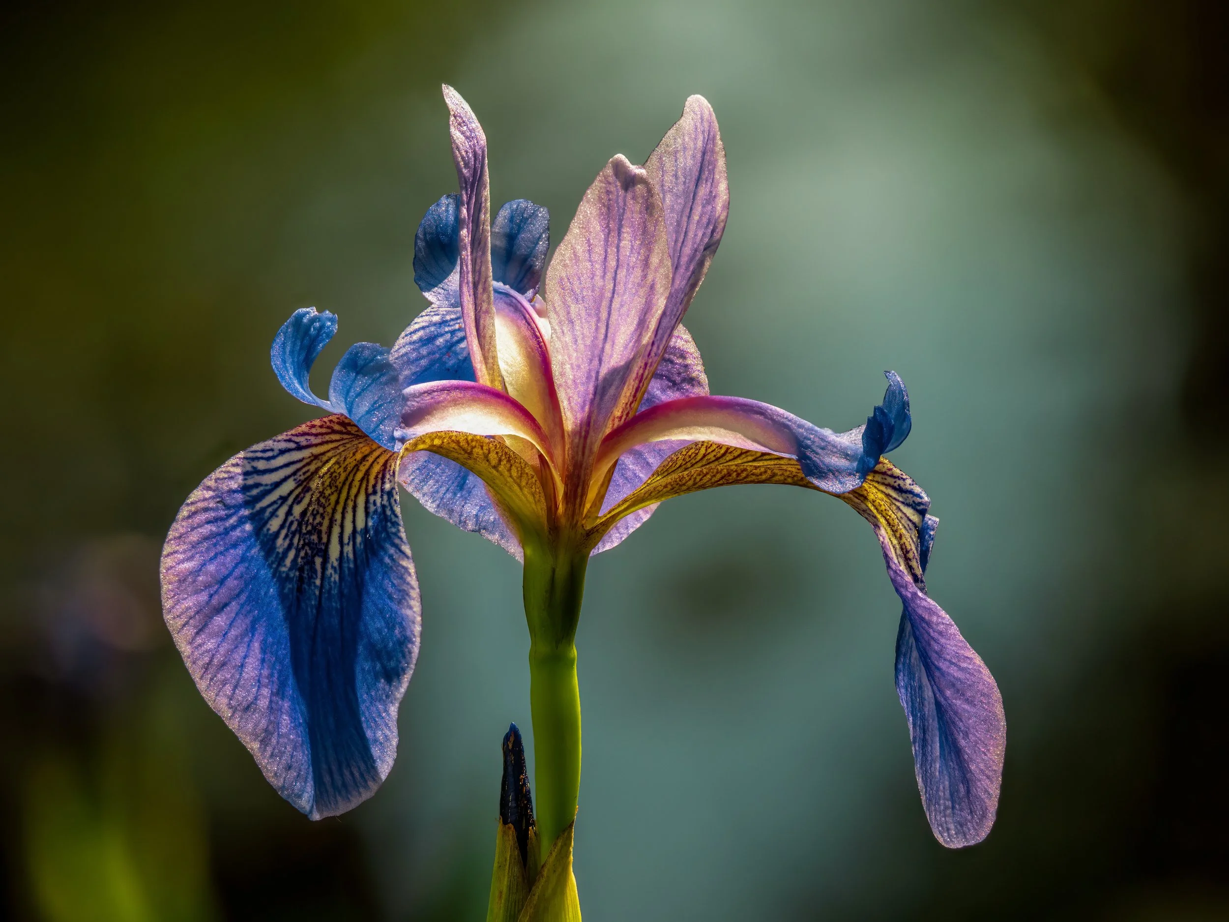 Blue Flag Iris (Iris versicolor)