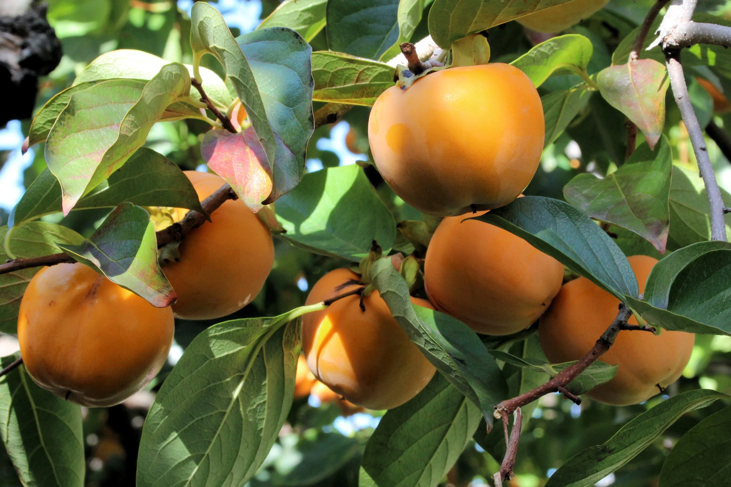 Stefan Oemisch, CC BY-SA 4.0 <https://creativecommons.org/licenses/by-sa/4.0>, via Wikimedia Commons.jpg