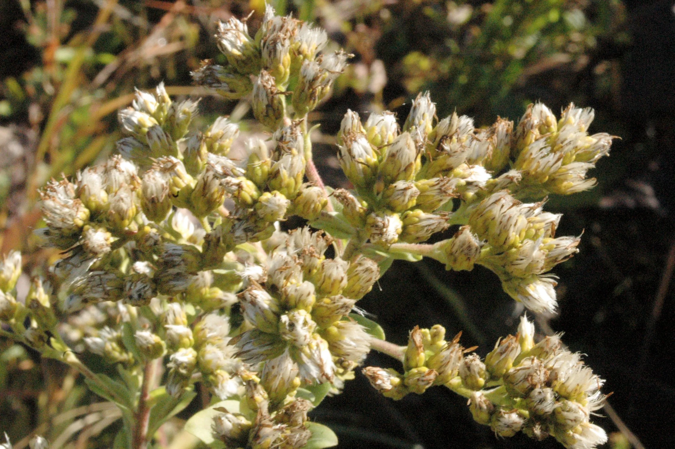 Solidago_rigida.jpg
