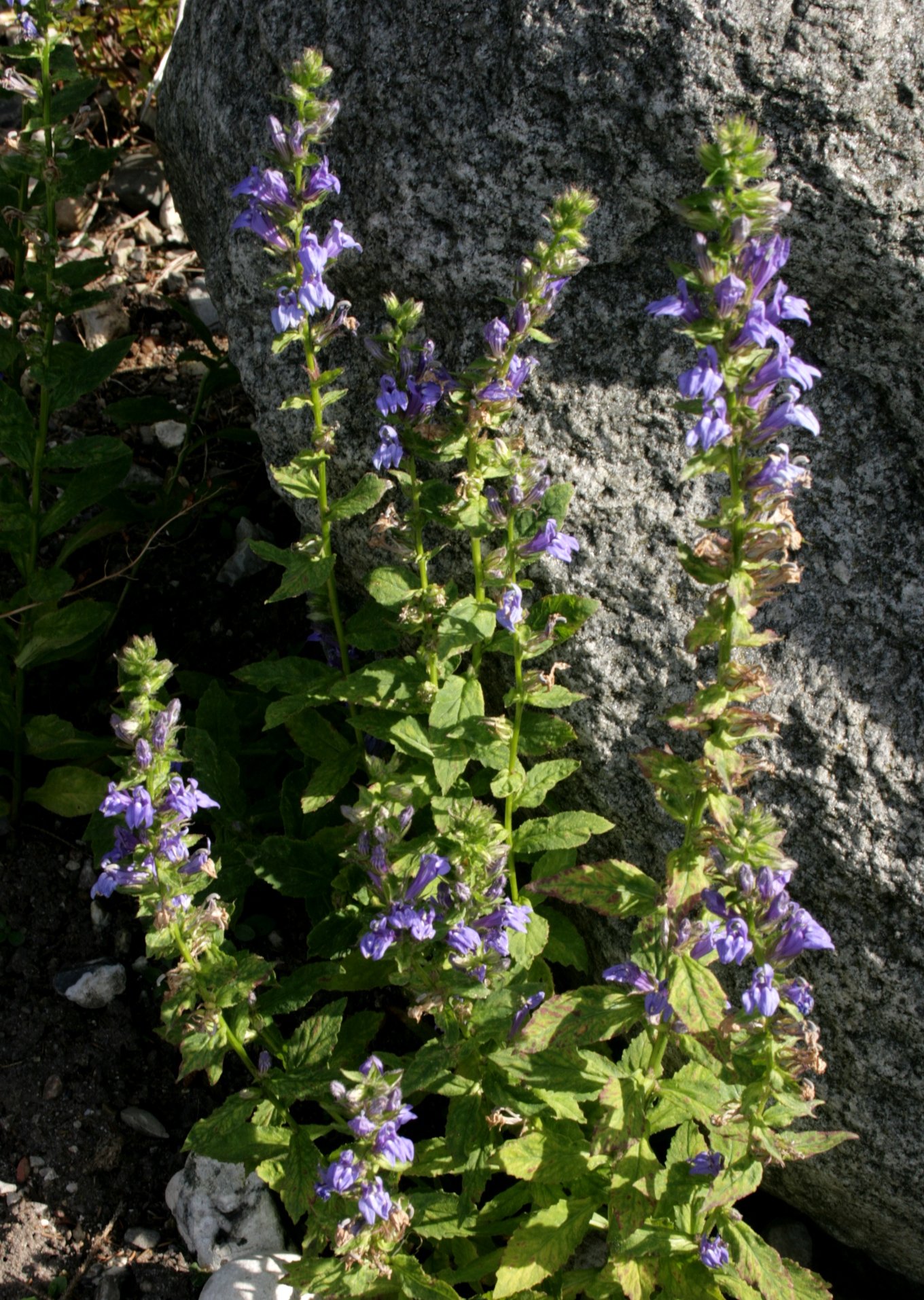 Great blue lobelia flowers growing on a cluster of rocks