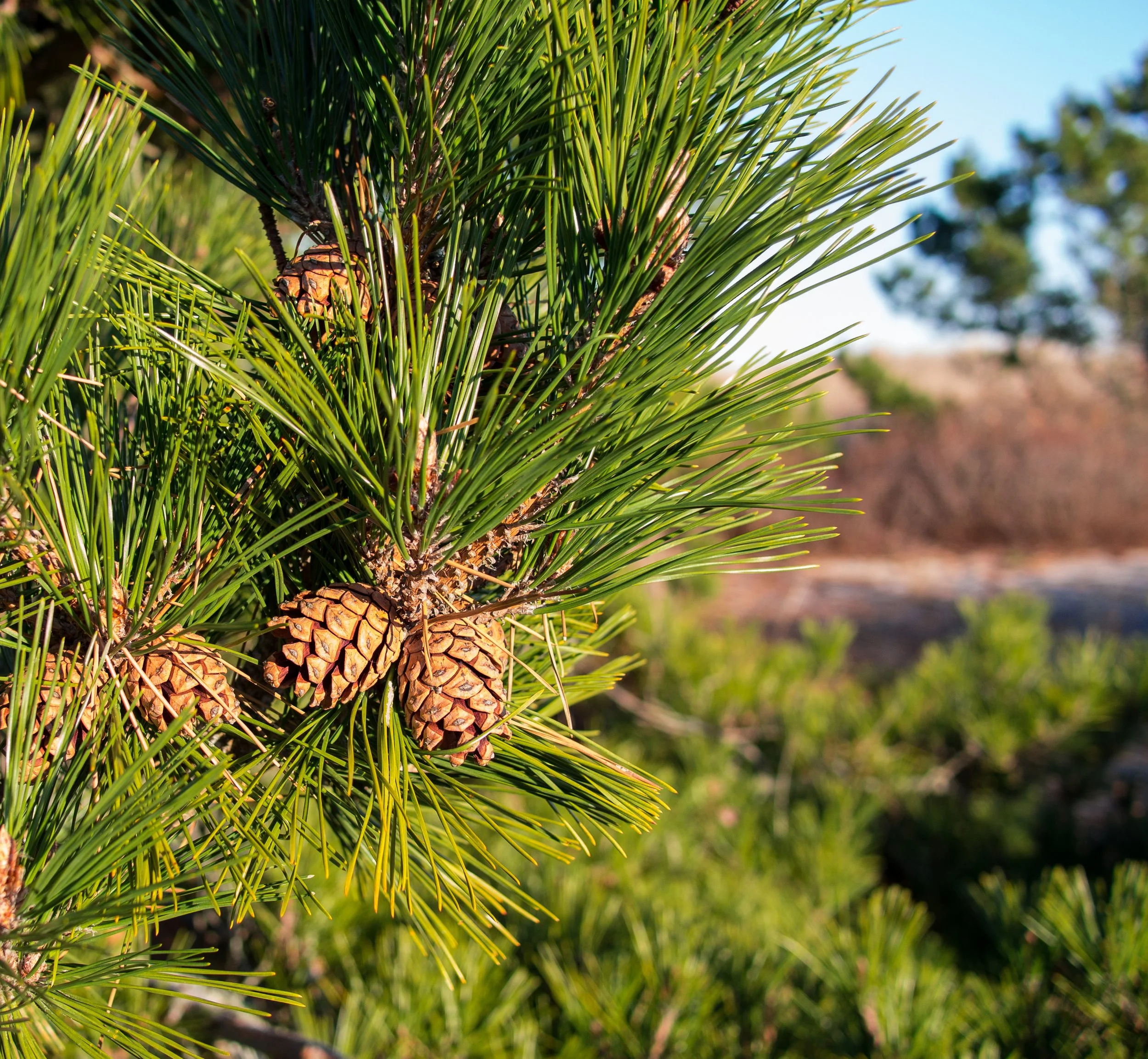 Red Pine Plugs (Pinus resinosa)