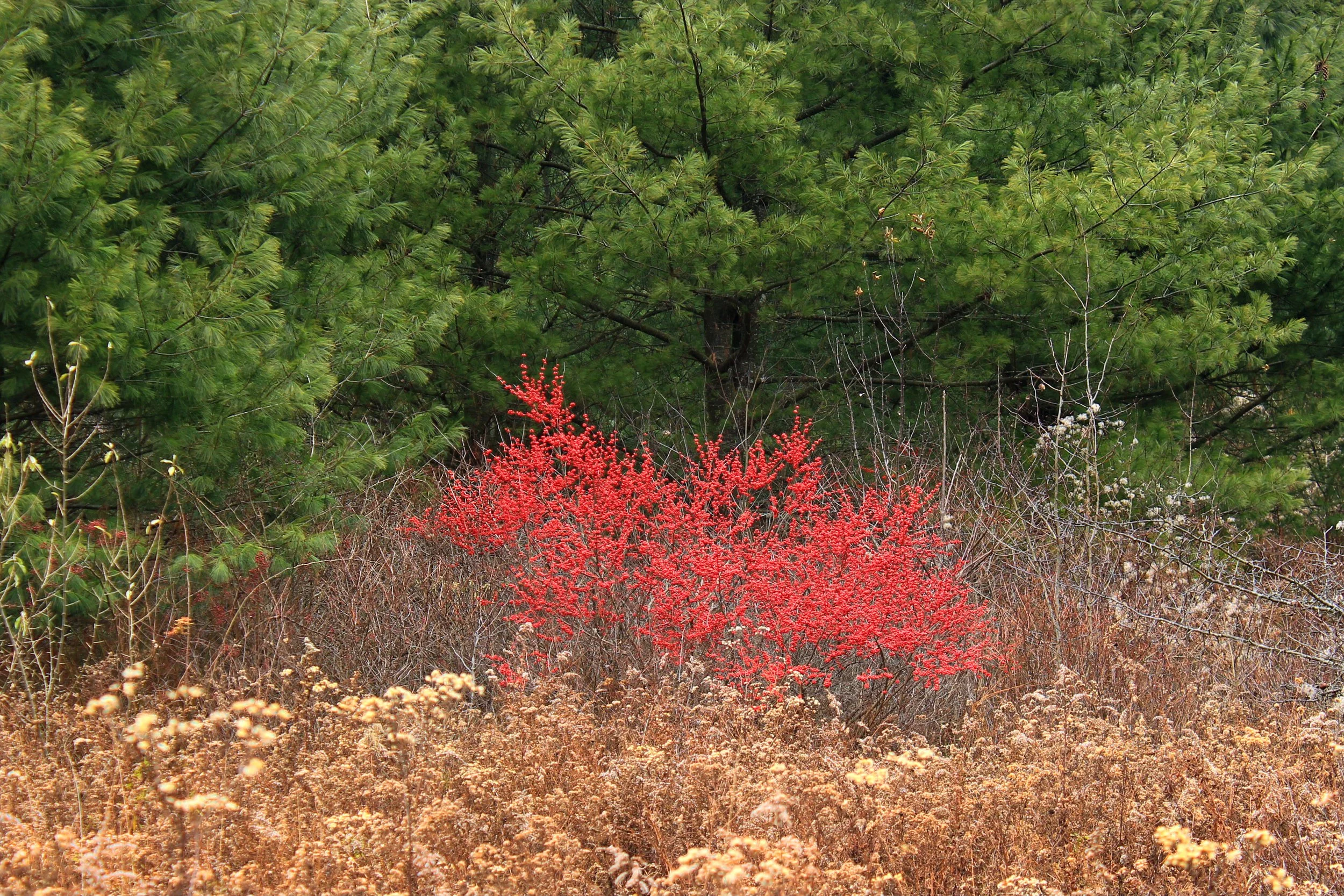 Nicholas A. Tonelli from Northeast Pennsylvania, USA, CC BY 2.0 <https://creativecommons.org/licenses/by/2.0>, via Wikimedia Commons.jpg