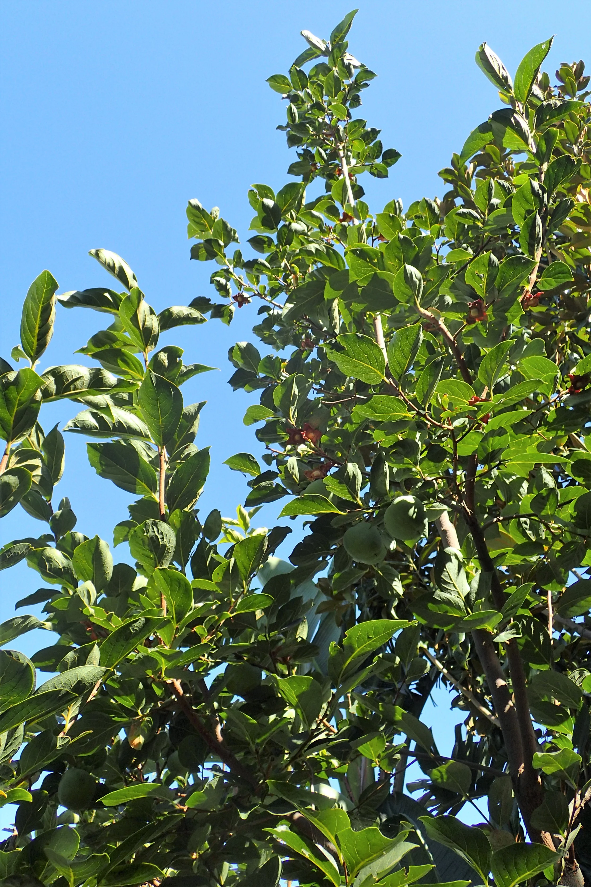 Krzysztof Ziarnek, Kenraiz, CC BY-SA 4.0 <https://creativecommons.org/licenses/by-sa/4.0>, via Wikimedia Commons.jpg