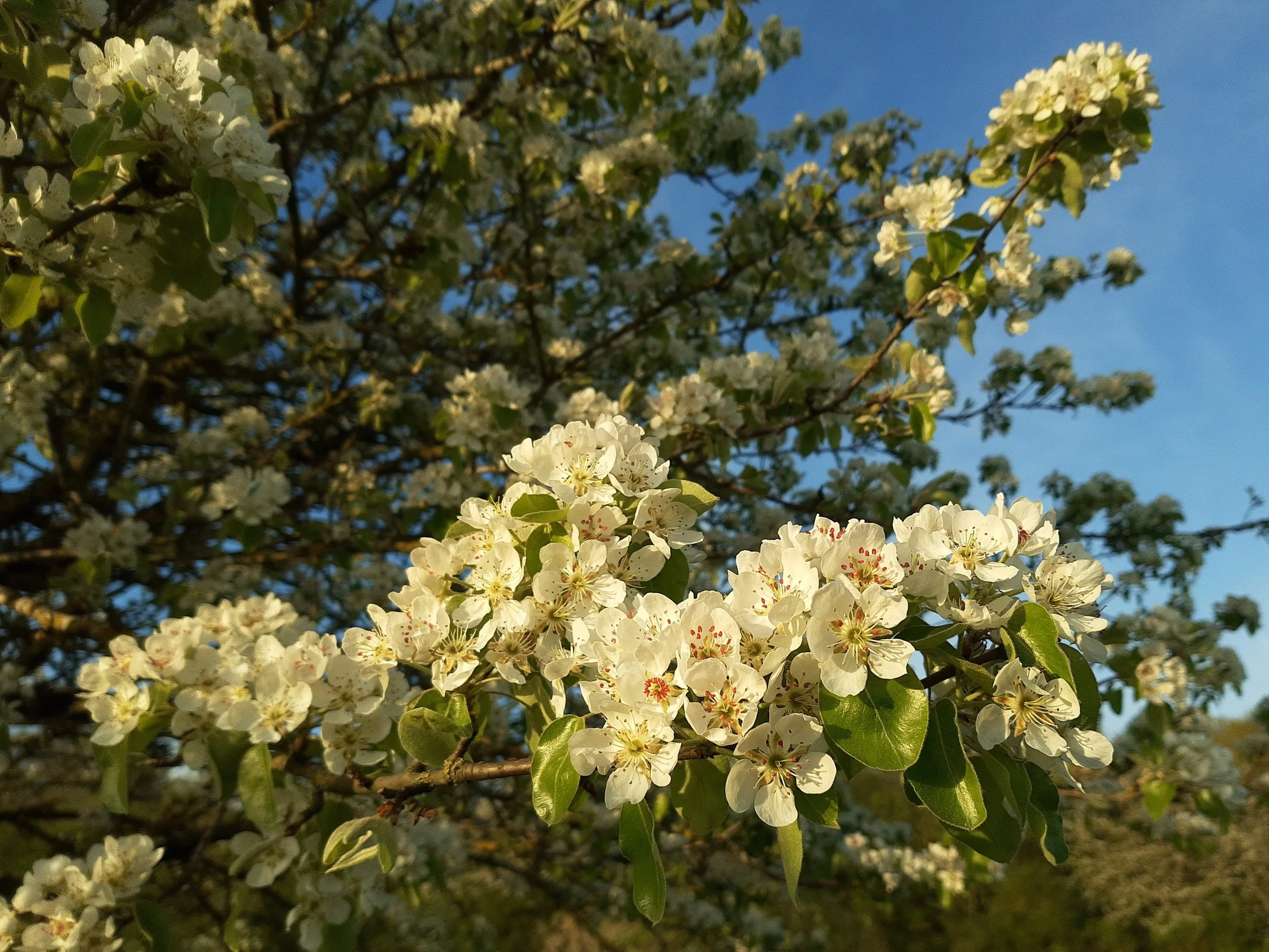 Pear_tree_in_bloom,_Orlen,_detail (1).jpg