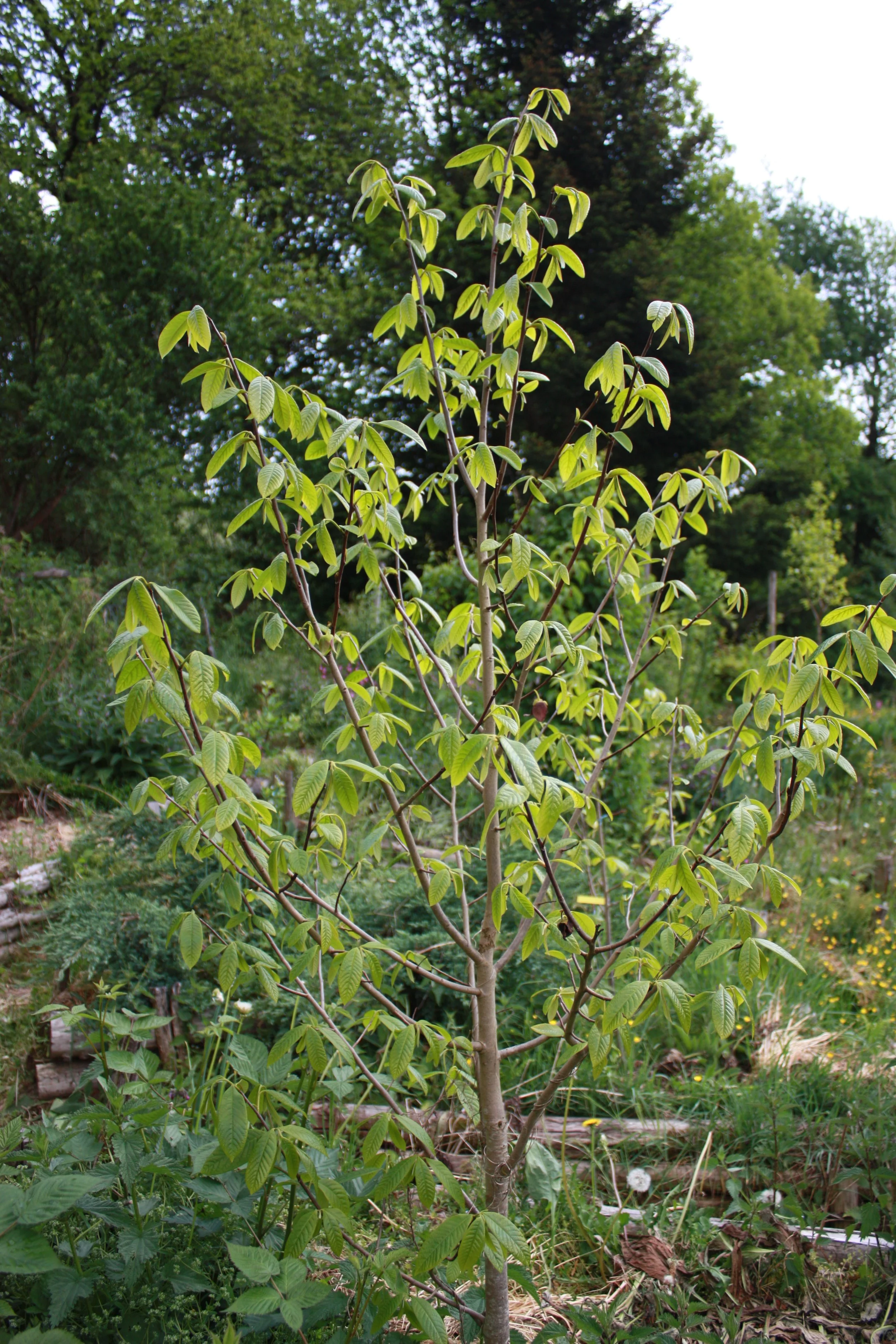 solylunafamilia, CC BY 2.0 <https://creativecommons.org/licenses/by/2.0>, via Wikimedia Commons.jpg