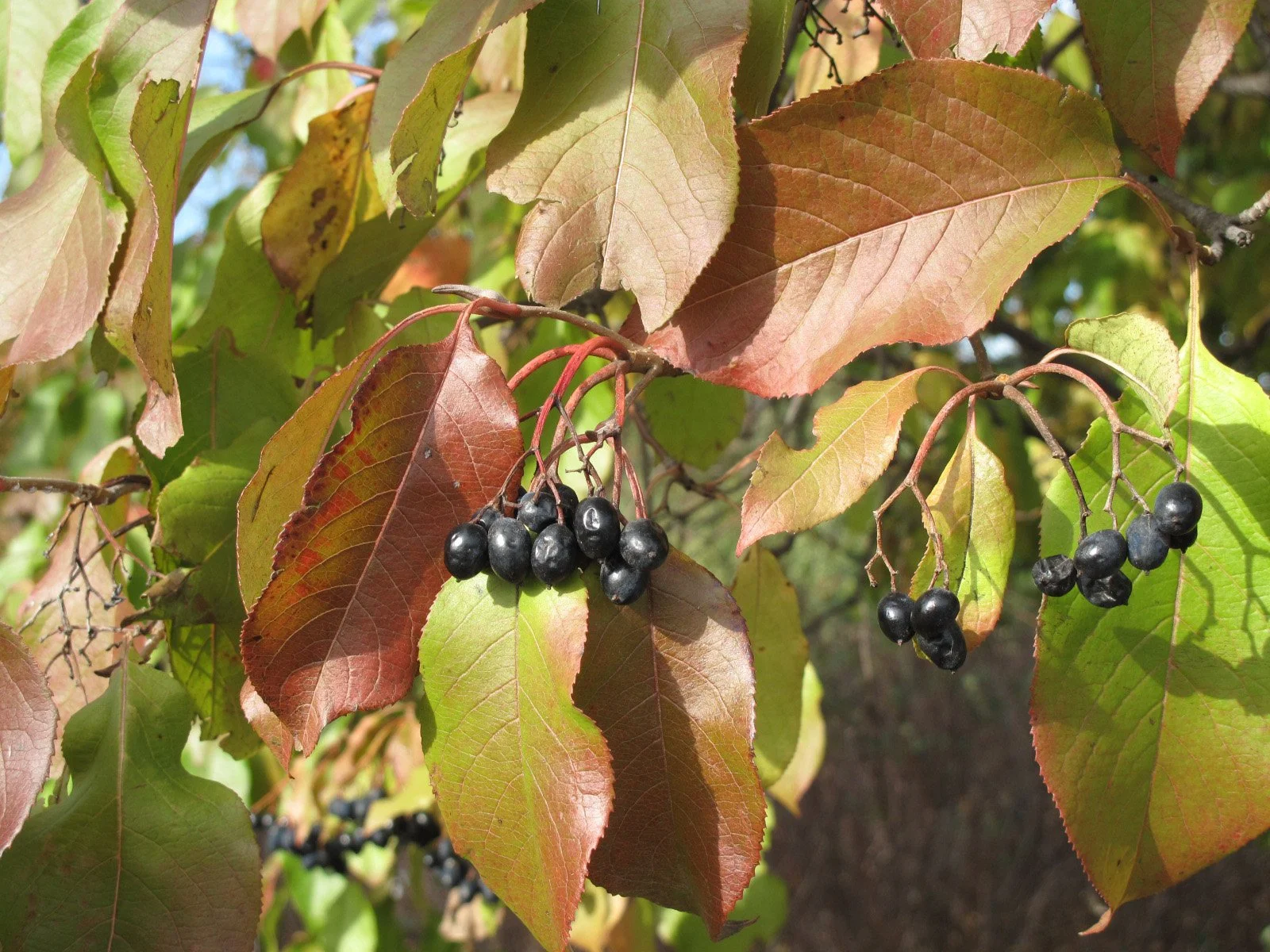 Laval University, CC BY-SA 4.0 <https://creativecommons.org/licenses/by-sa/4.0>, via Wikimedia Commons.jpg