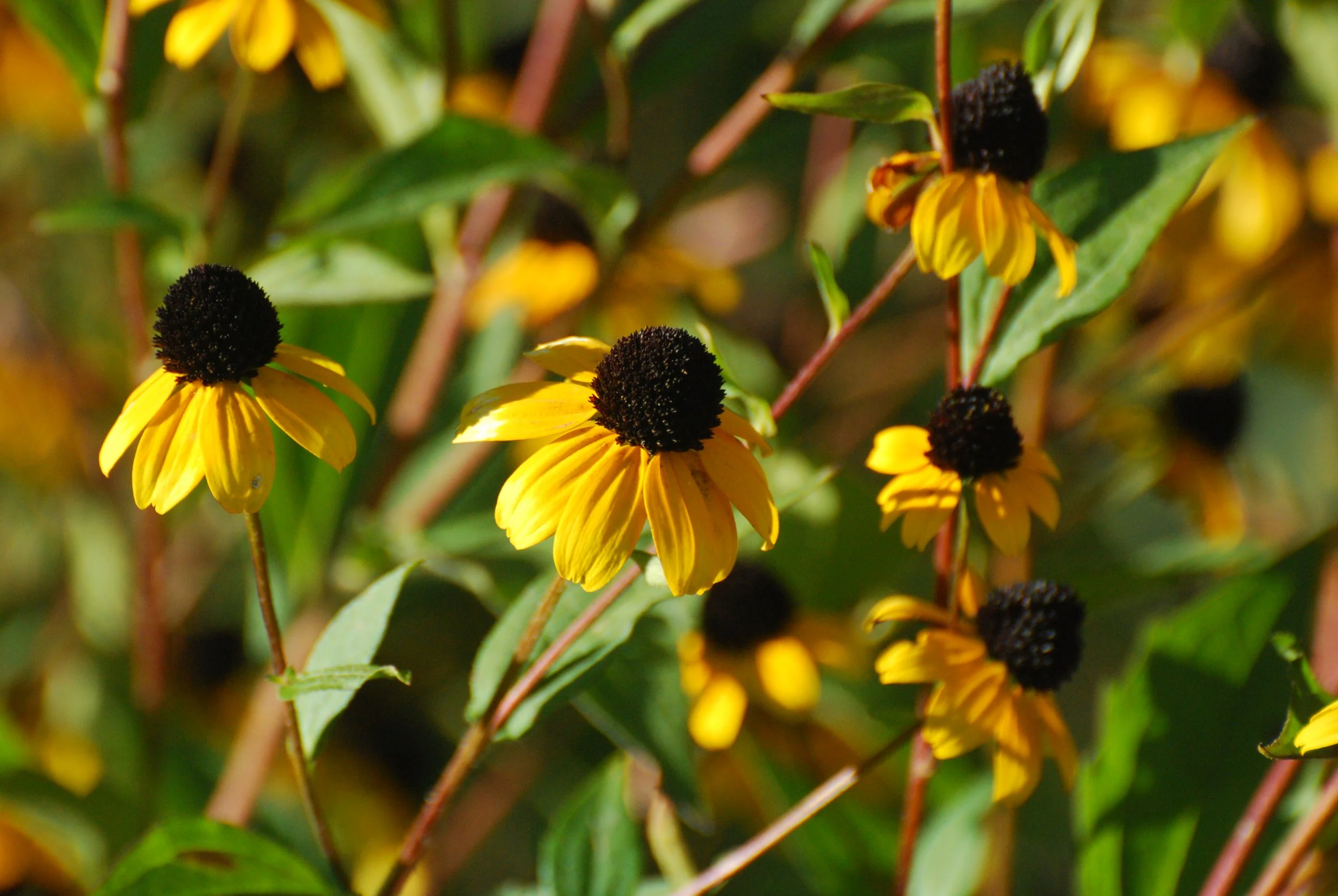 Rudbeckia_triloba_var._triloba.jpg