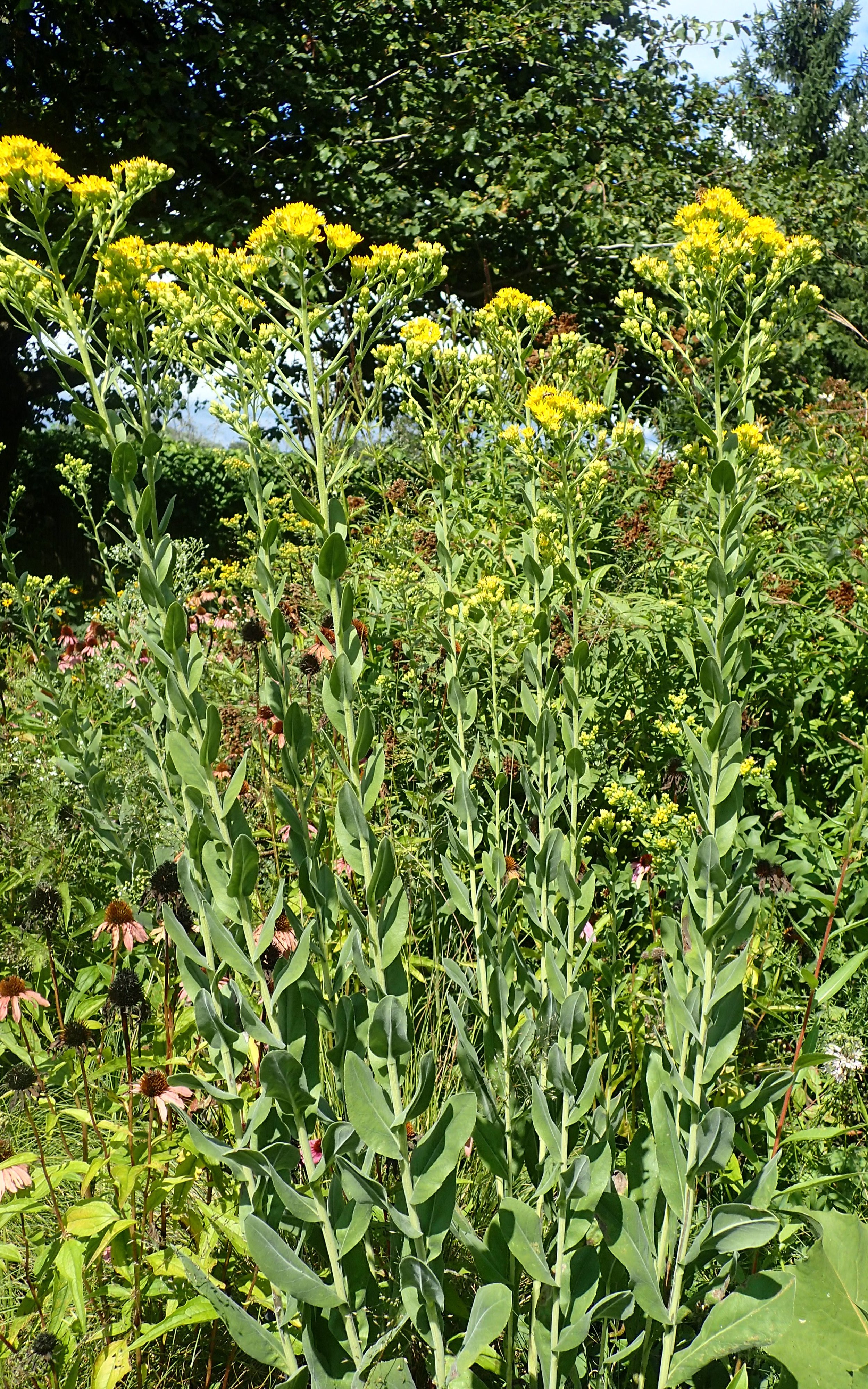 Solidago_rigida_kz5.jpg