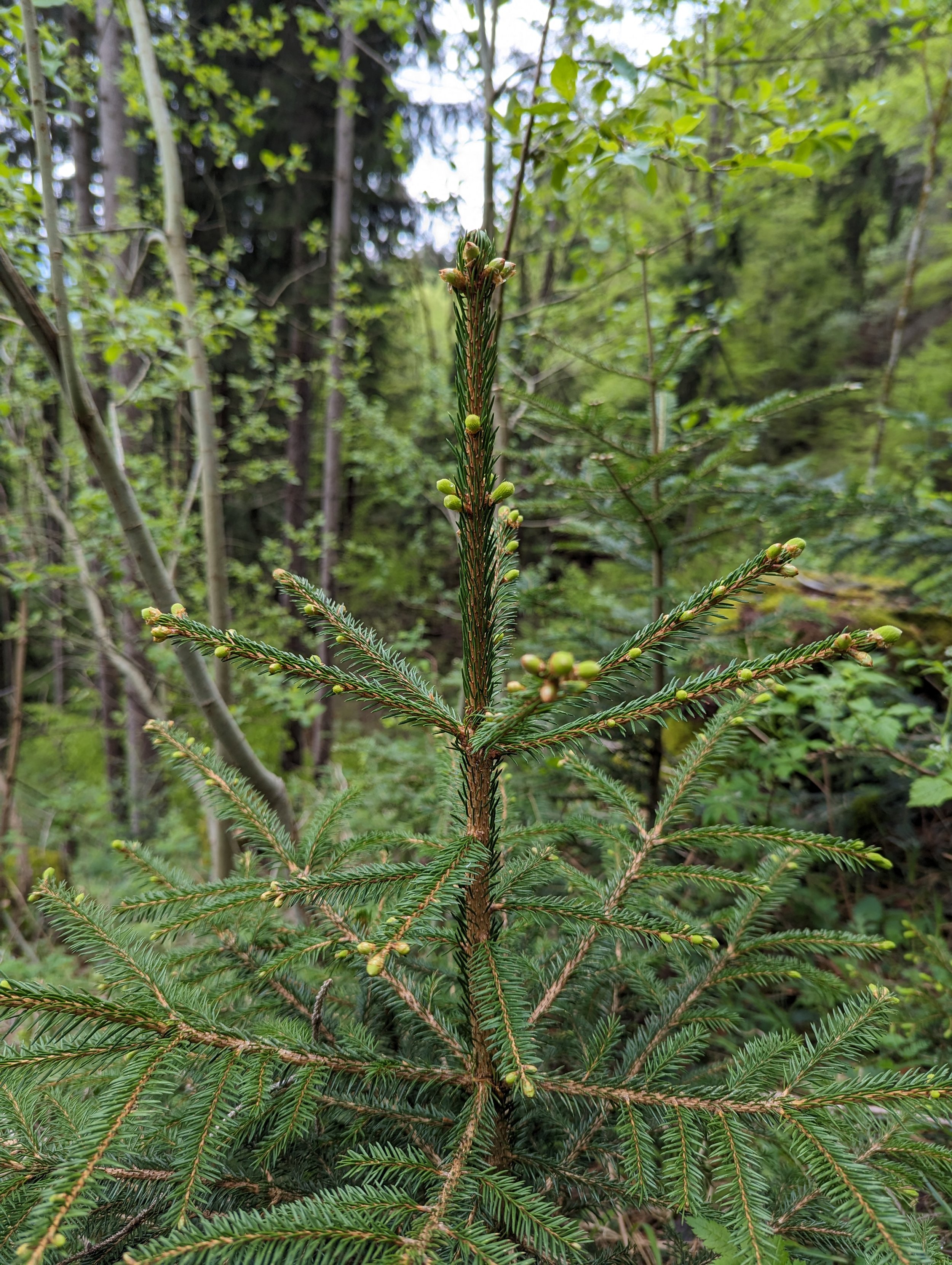 top of a young norway spruce tree in a forest