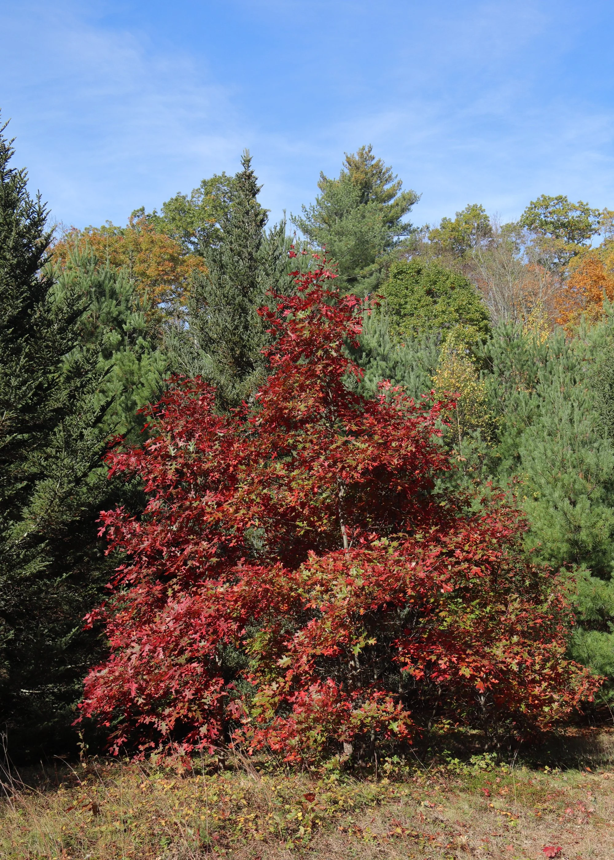 Peter Cooper Jr., CC0, via Wikimedia Commons.jpg