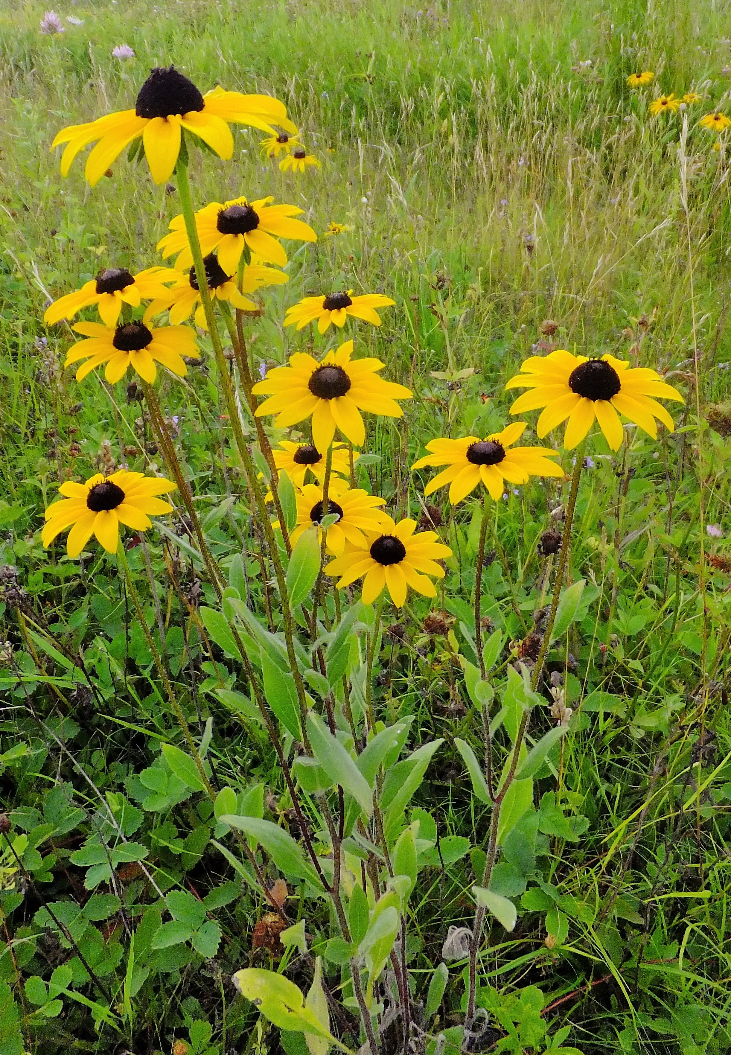 Pandries, CC BY-SA 4.0 <https://creativecommons.org/licenses/by-sa/4.0>, via Wikimedia Commons.jpg