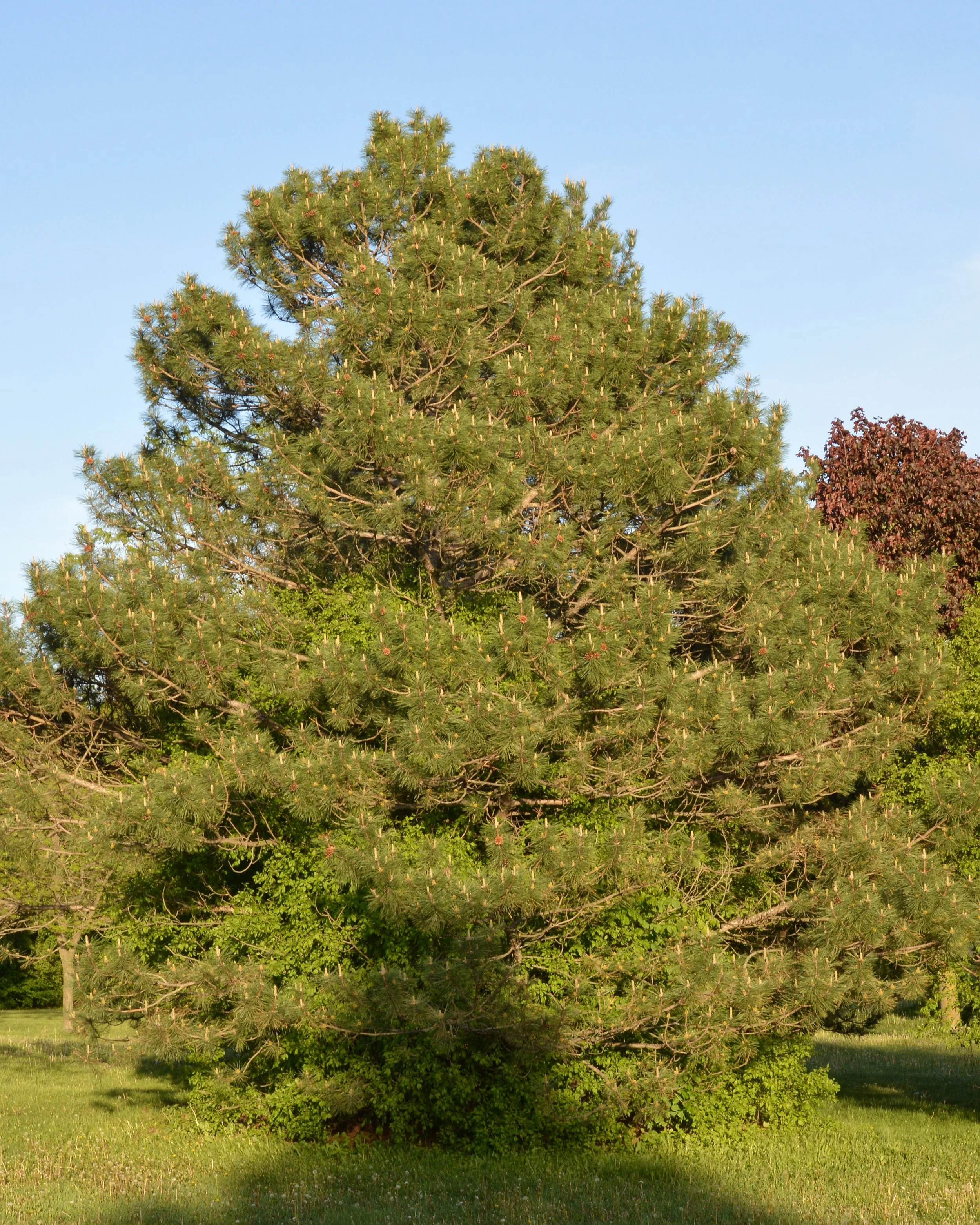 Full mature red pine tree