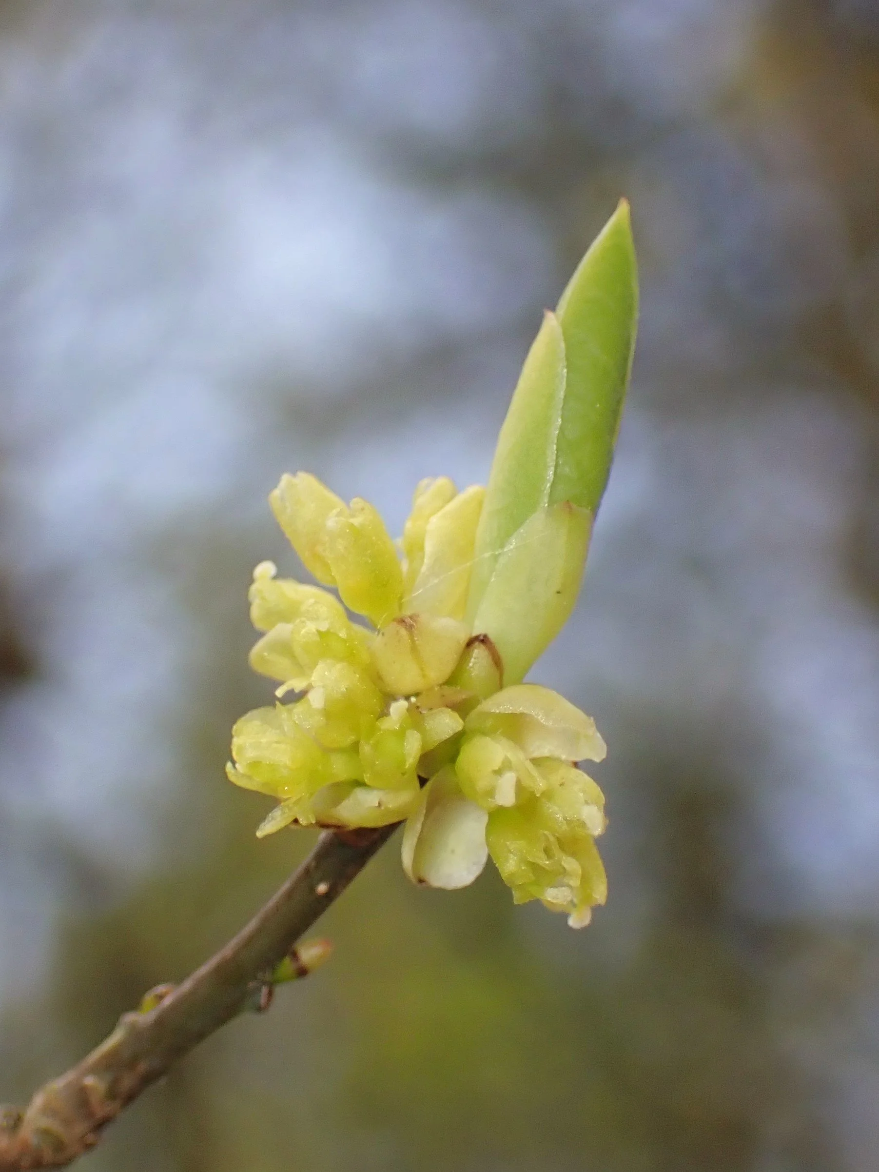 Krzysztof Ziarnek, Kenraiz, CC BY-SA 4.0 <https://creativecommons.org/licenses/by-sa/4.0>, via Wikimedia Commons.jpg