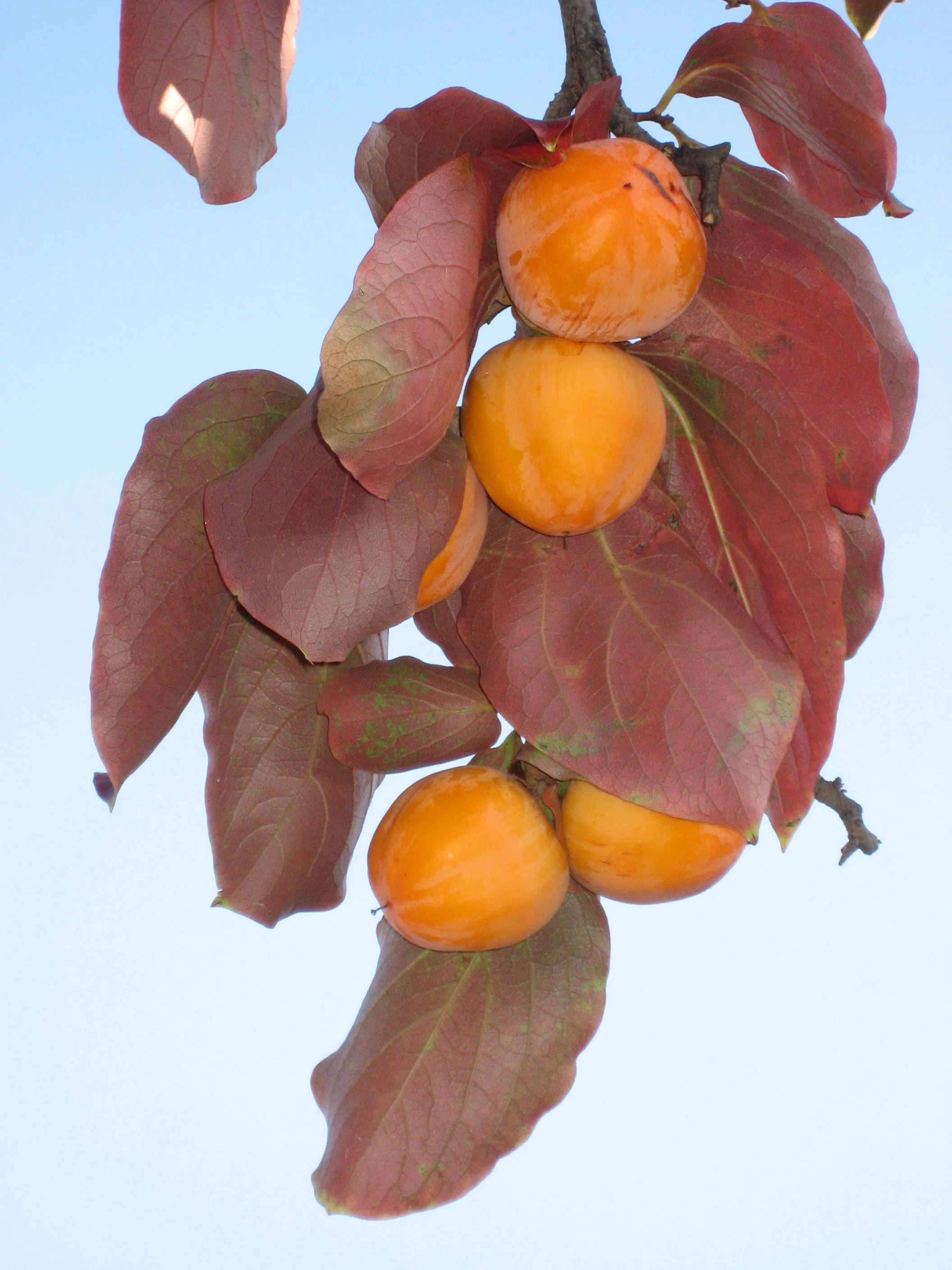 Liné1, CC BY-SA 3.0 <https://creativecommons.org/licenses/by-sa/3.0>, via Wikimedia Commons.jpg