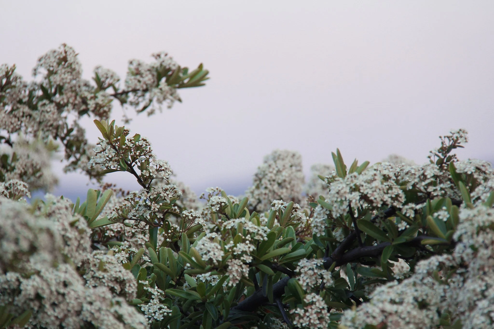 Chokeberry_(220989737).jpeg
