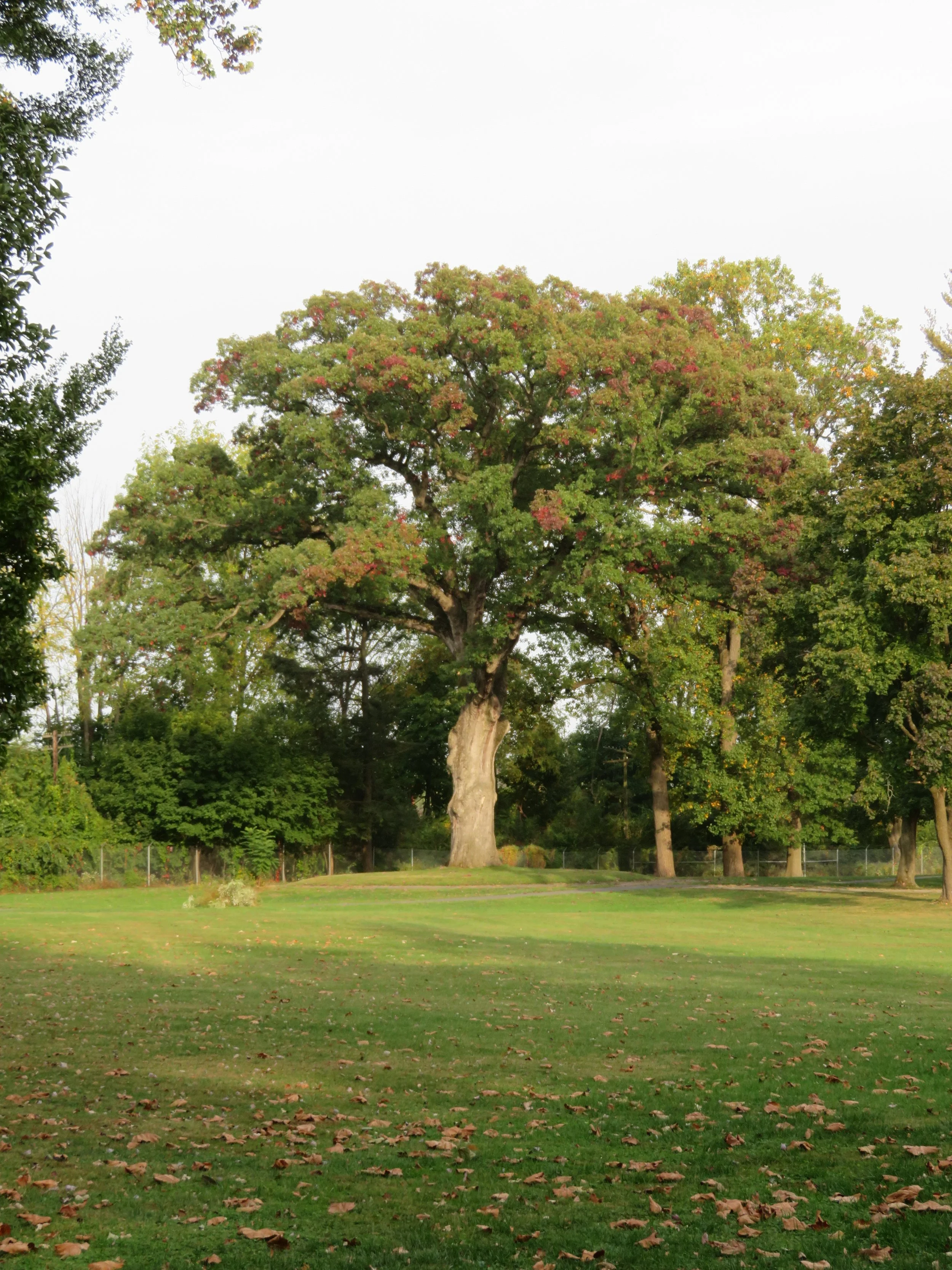 Wernersville_Oak_10_2020_01.jpg