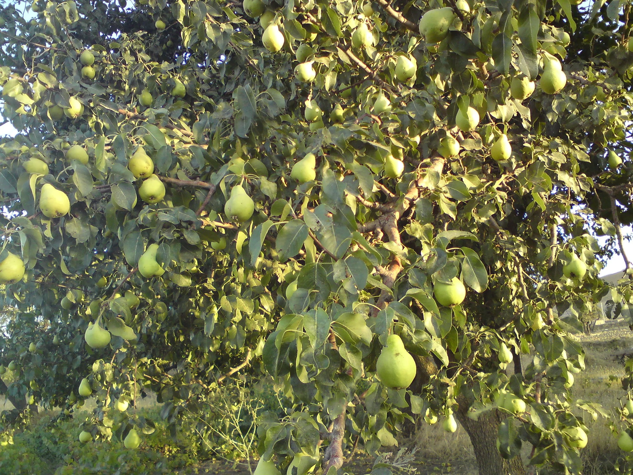 Pear_tree_in_Hamedan_Iran.jpg