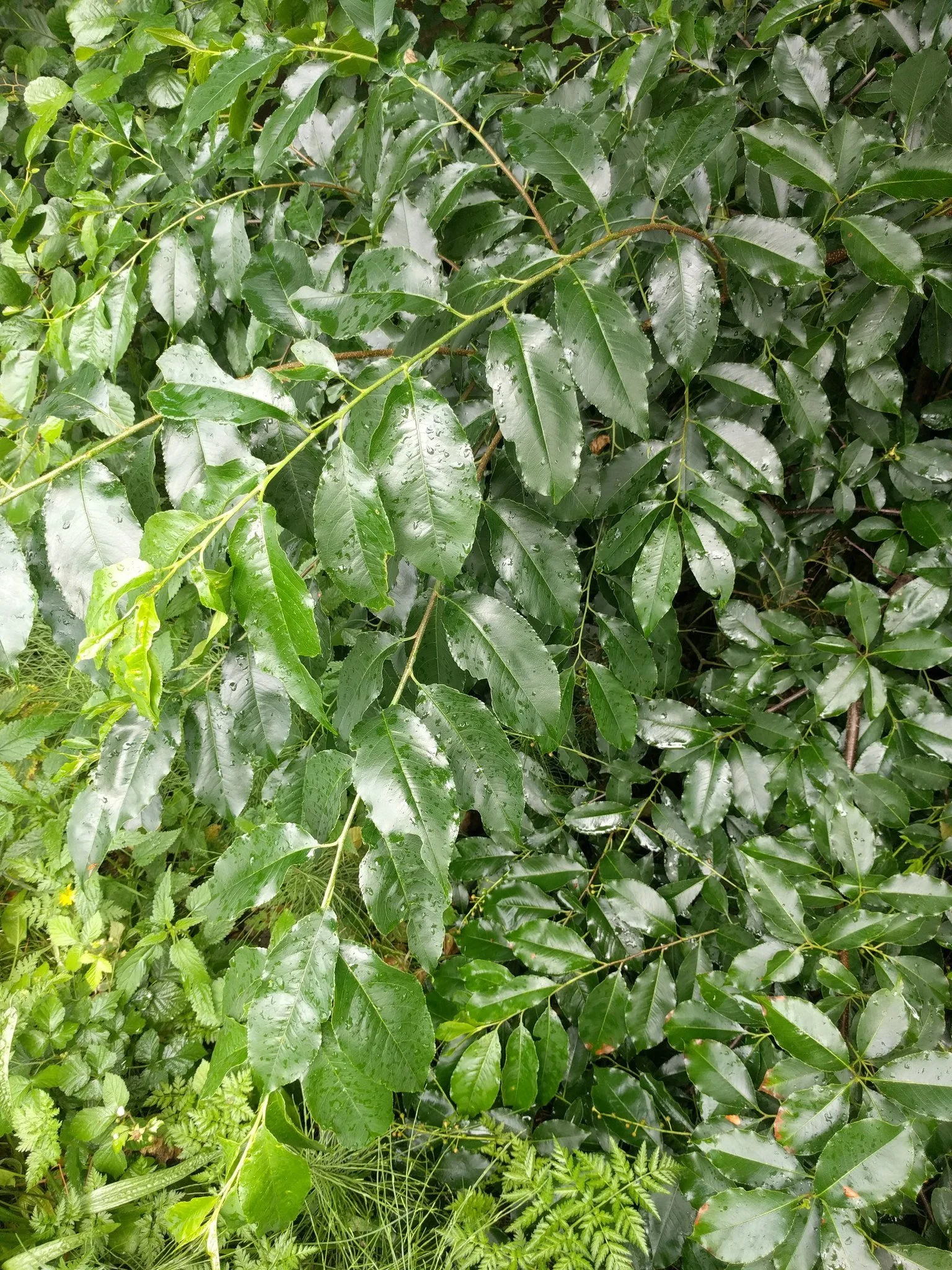 Michel Langeveld, CC BY-SA 4.0 <https://creativecommons.org/licenses/by-sa/4.0>, via Wikimedia Commons.jpg