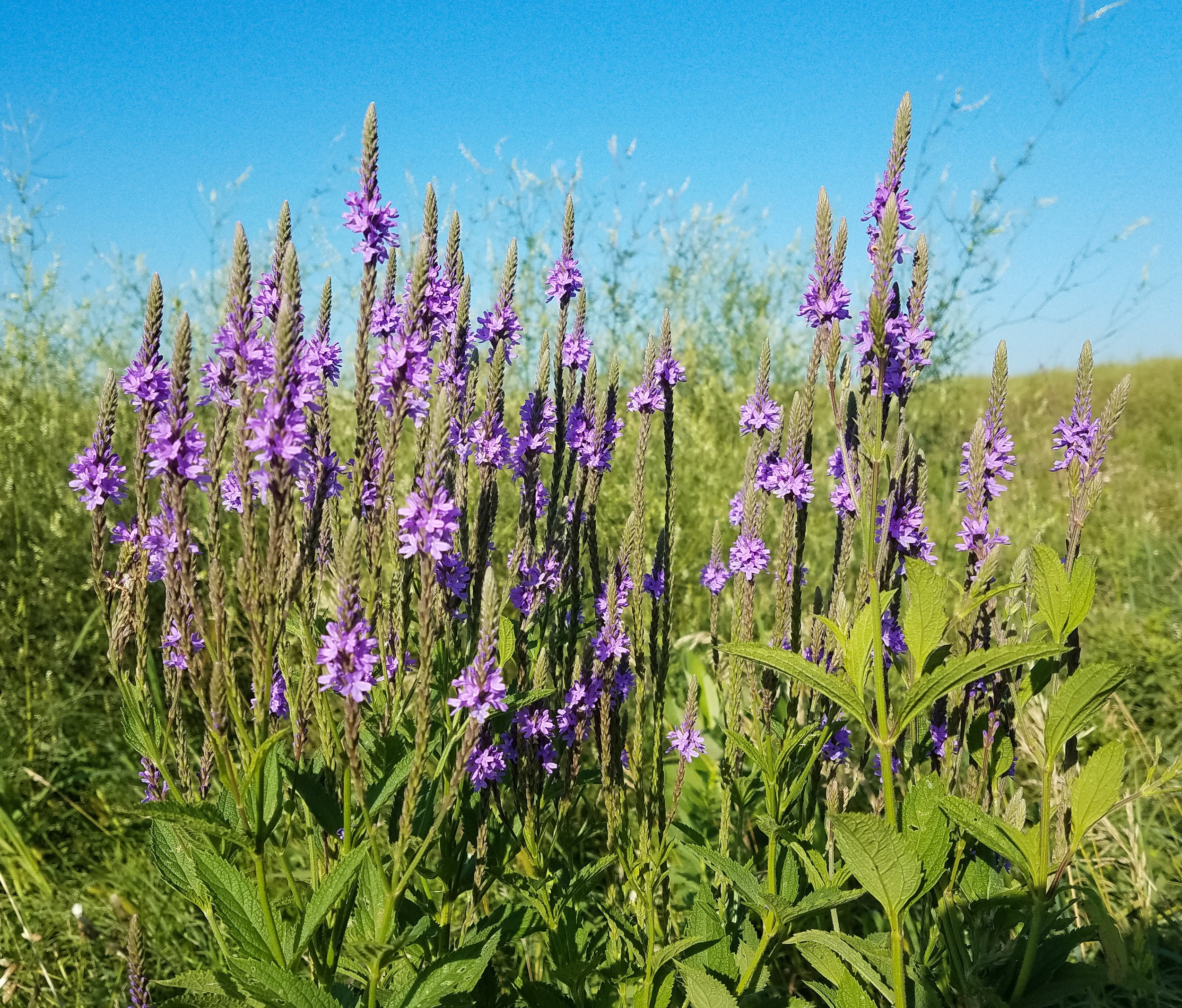 Purple hoary verian in a sunny field