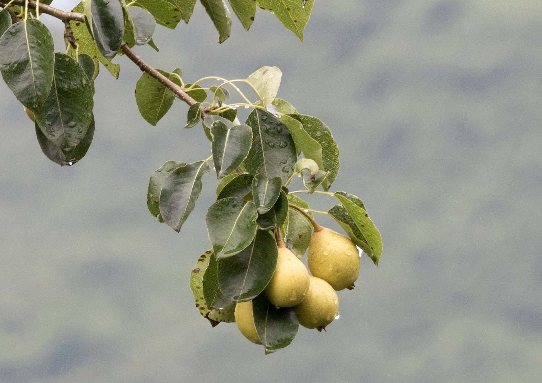 Pyrus_-_Pears,_Giresun_2017-07-05_01-3.jpg