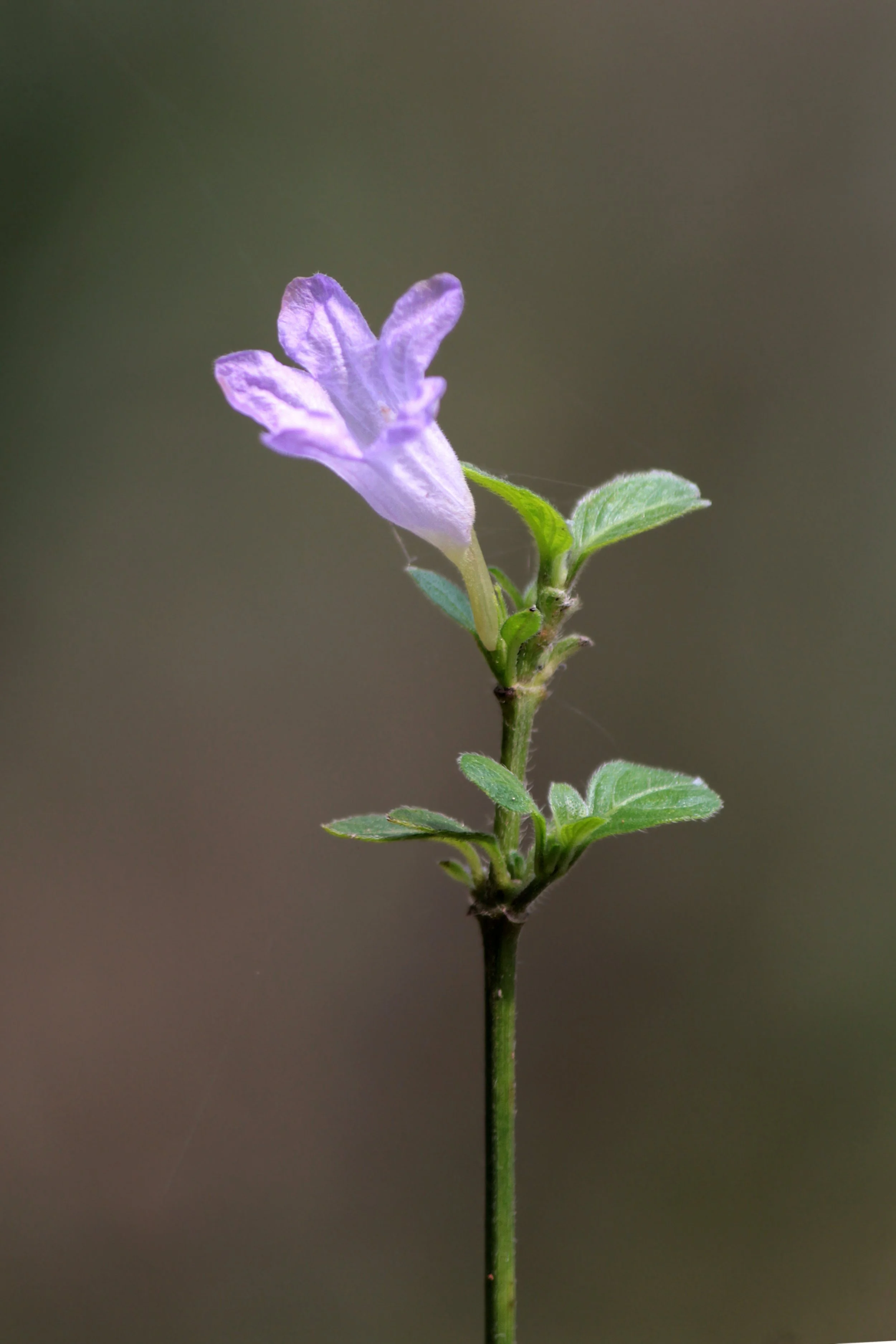 Rison Thumboor from Thrissur, India, CC BY 2.0 <https://creativecommons.org/licenses/by/2.0>, via Wikimedia Commons.jpg