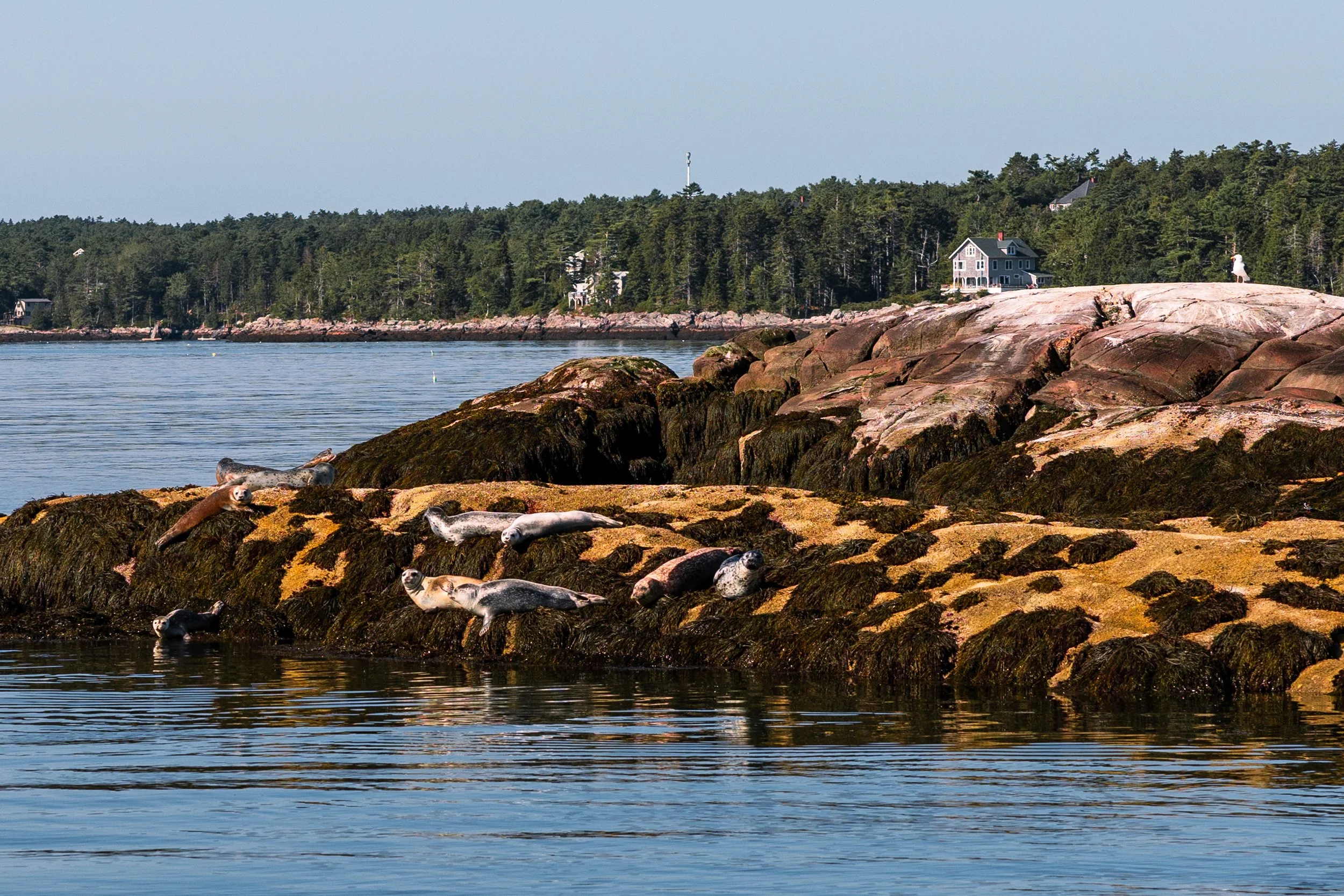 Penobscot Bay Getaway
