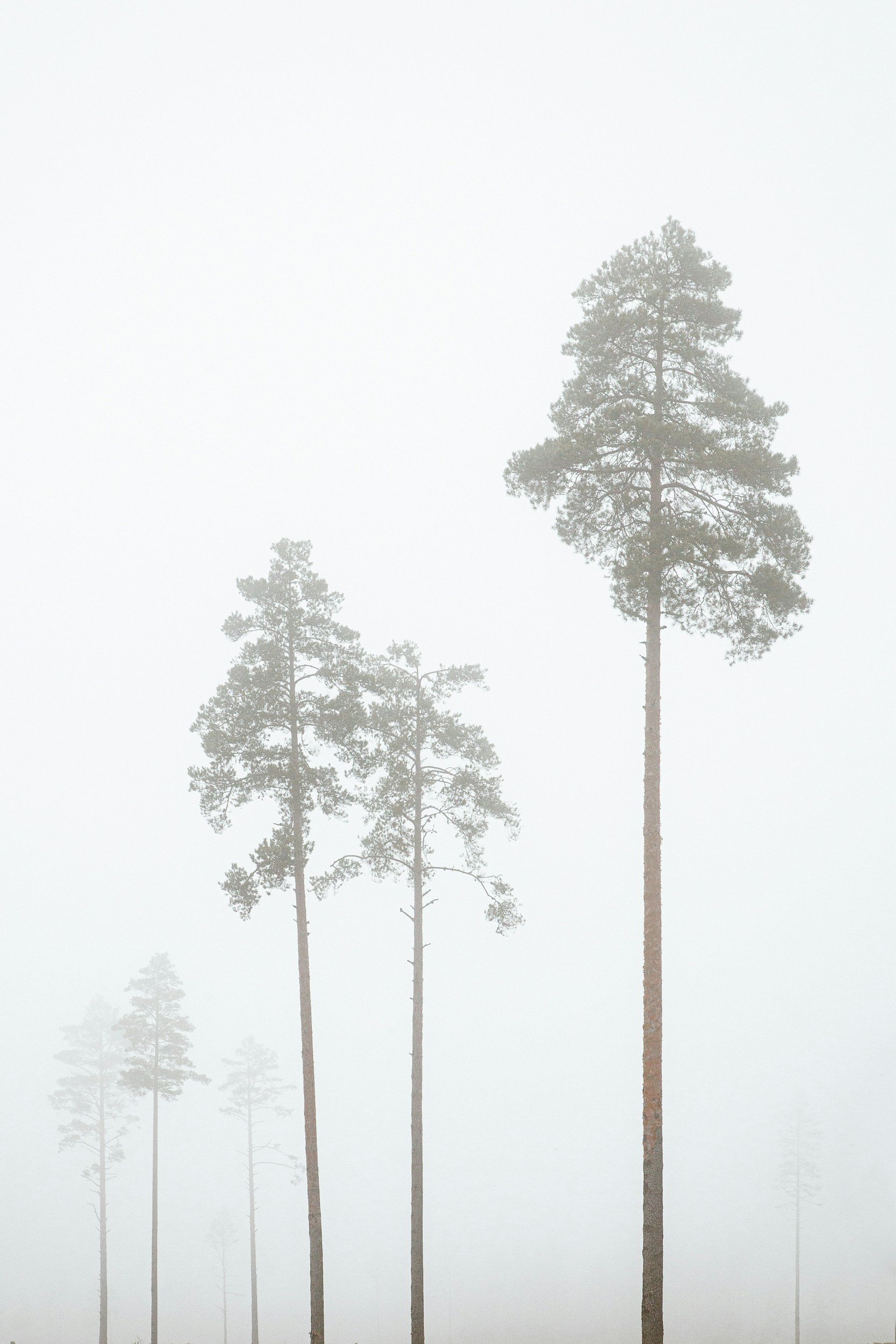 Tall pine trees emerging from thick fog in a forest.