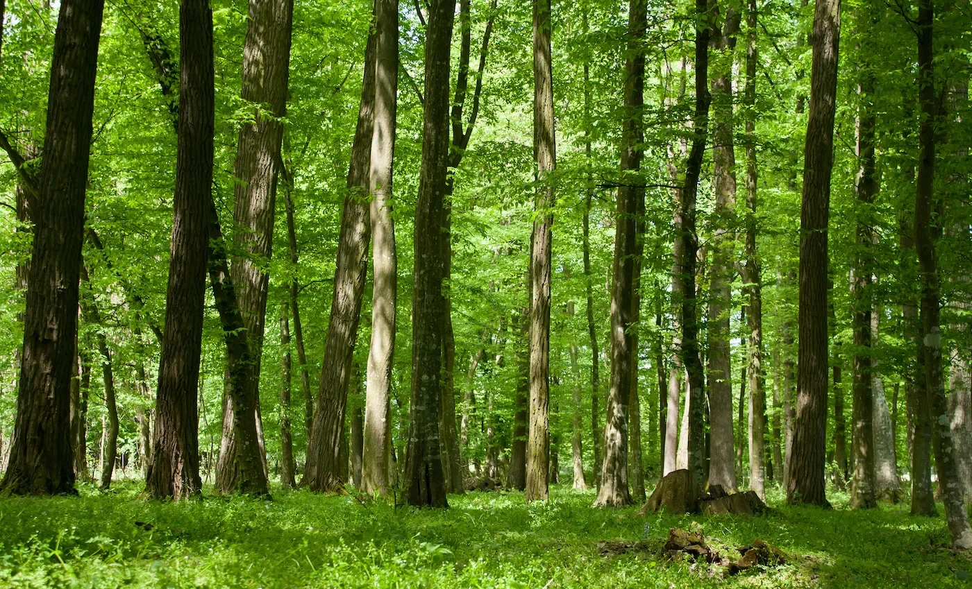 Forest-trees.jpg.webp