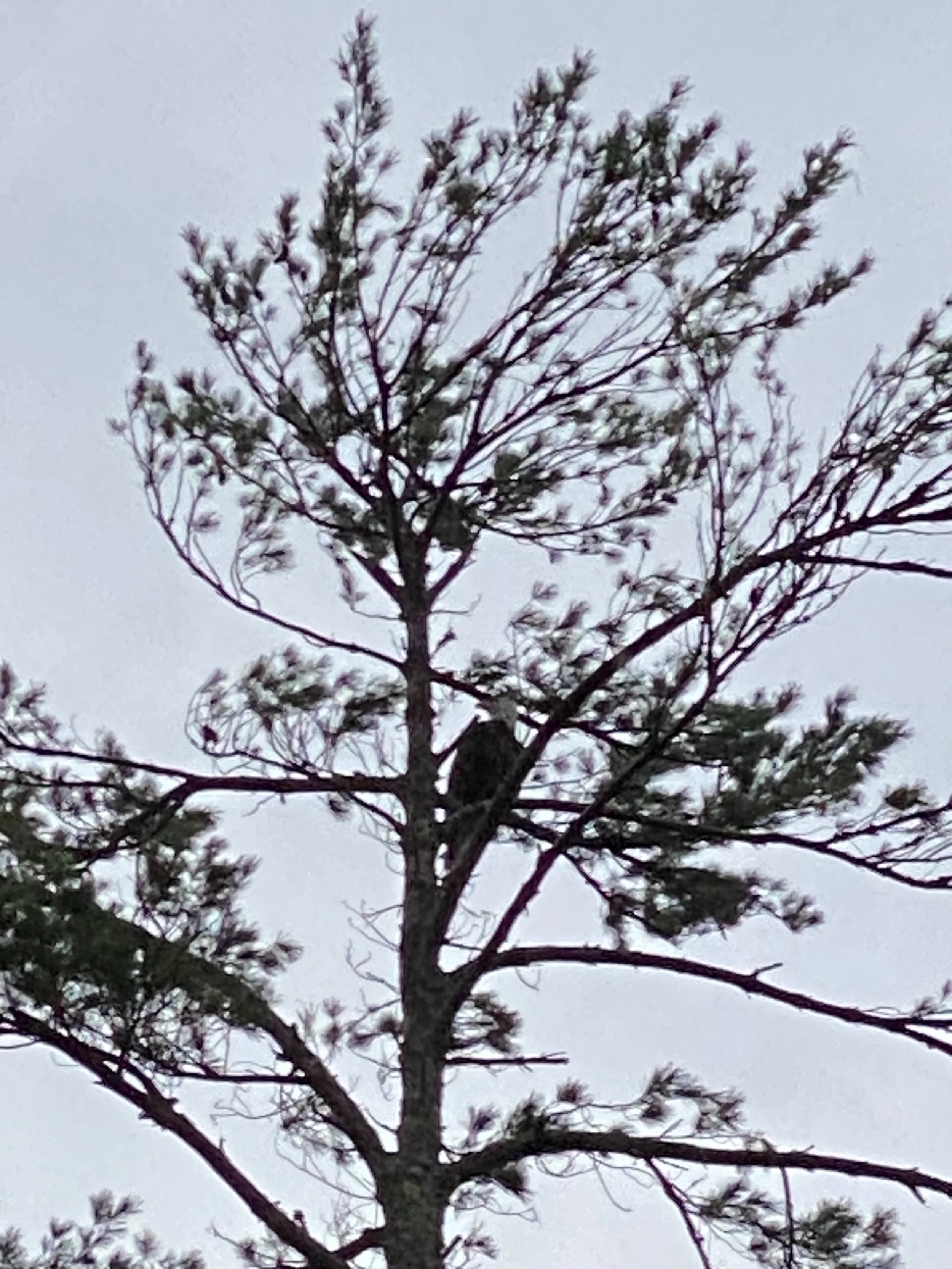 Bald Eagle Sighting outside my house, Adirondack Mountains, New York