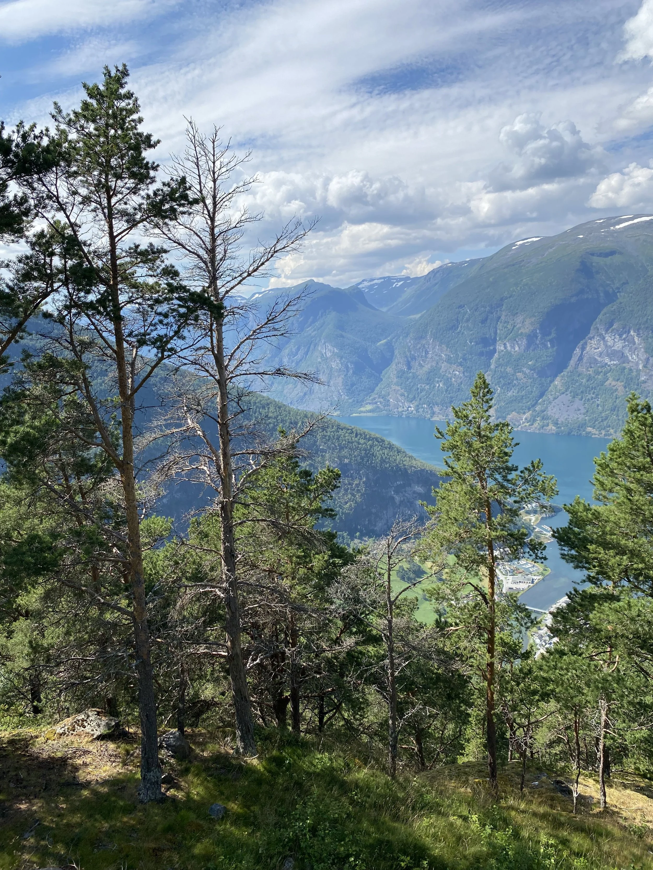 Scotch pine near Næroyfjørd, Flåm, Norway