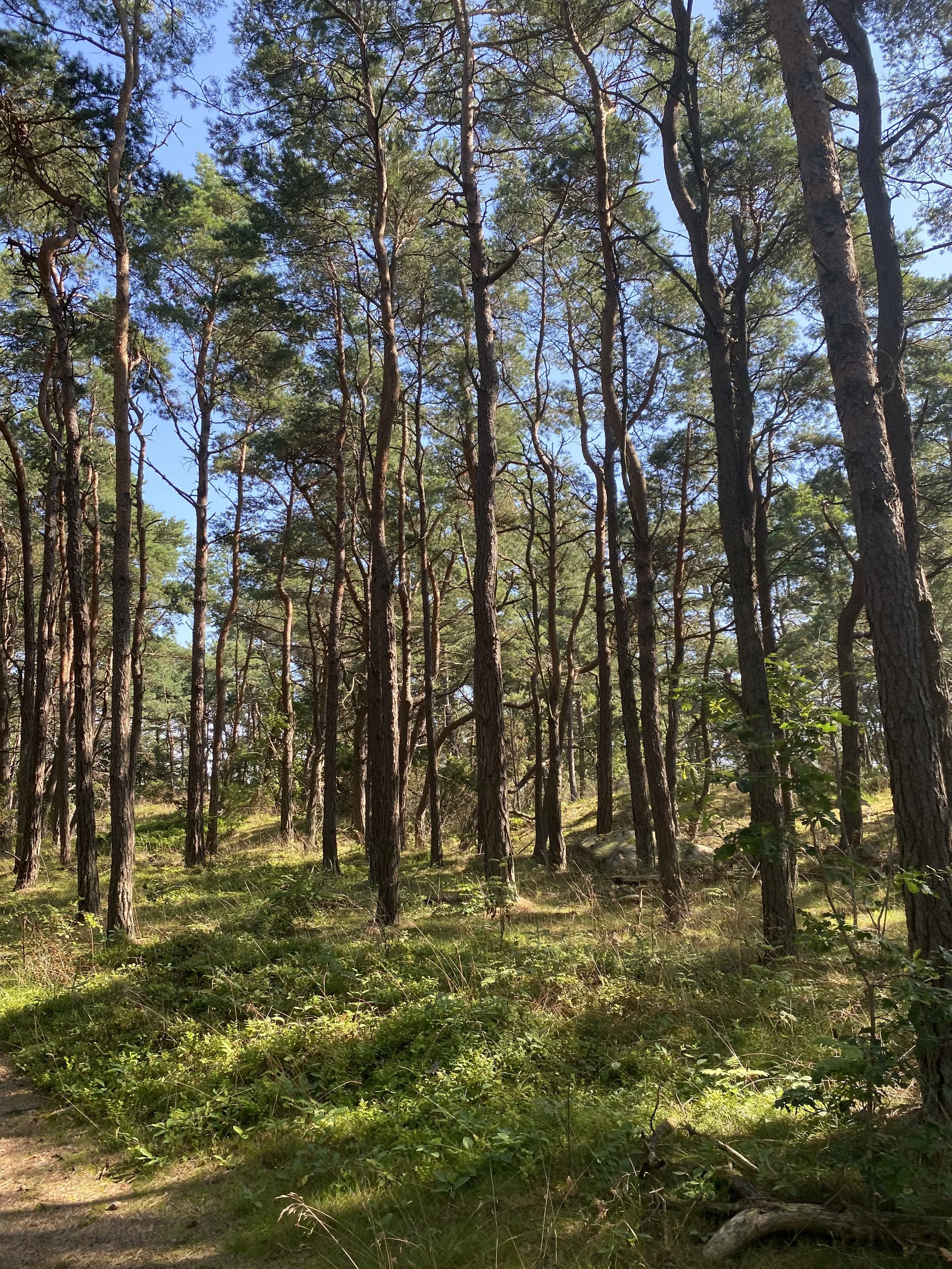 Scotch pine forest in Varberg, Sweden