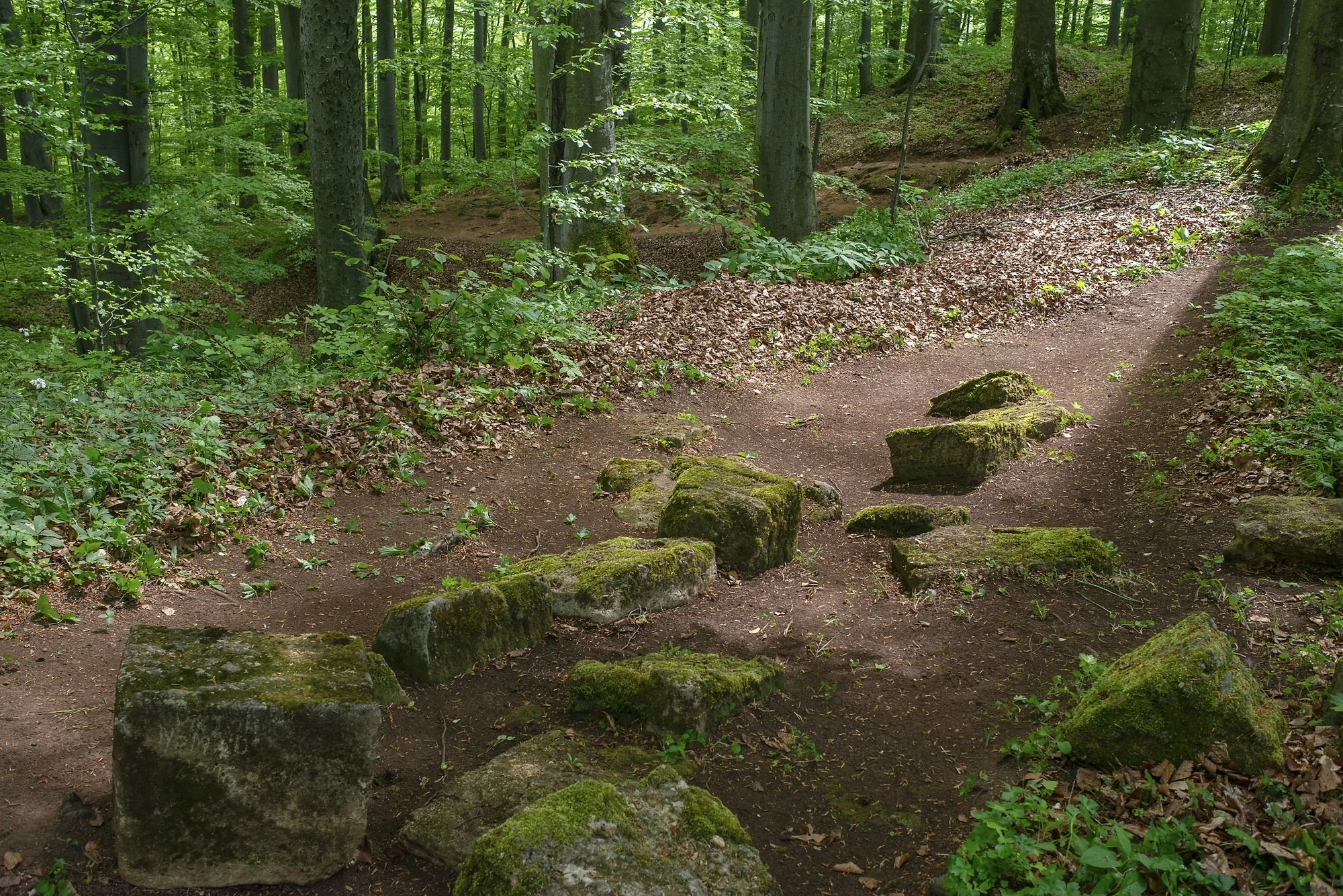 Ancient stones belonging to the Piatra Rosia fortress are fallen down its walls are spread through the forest. 