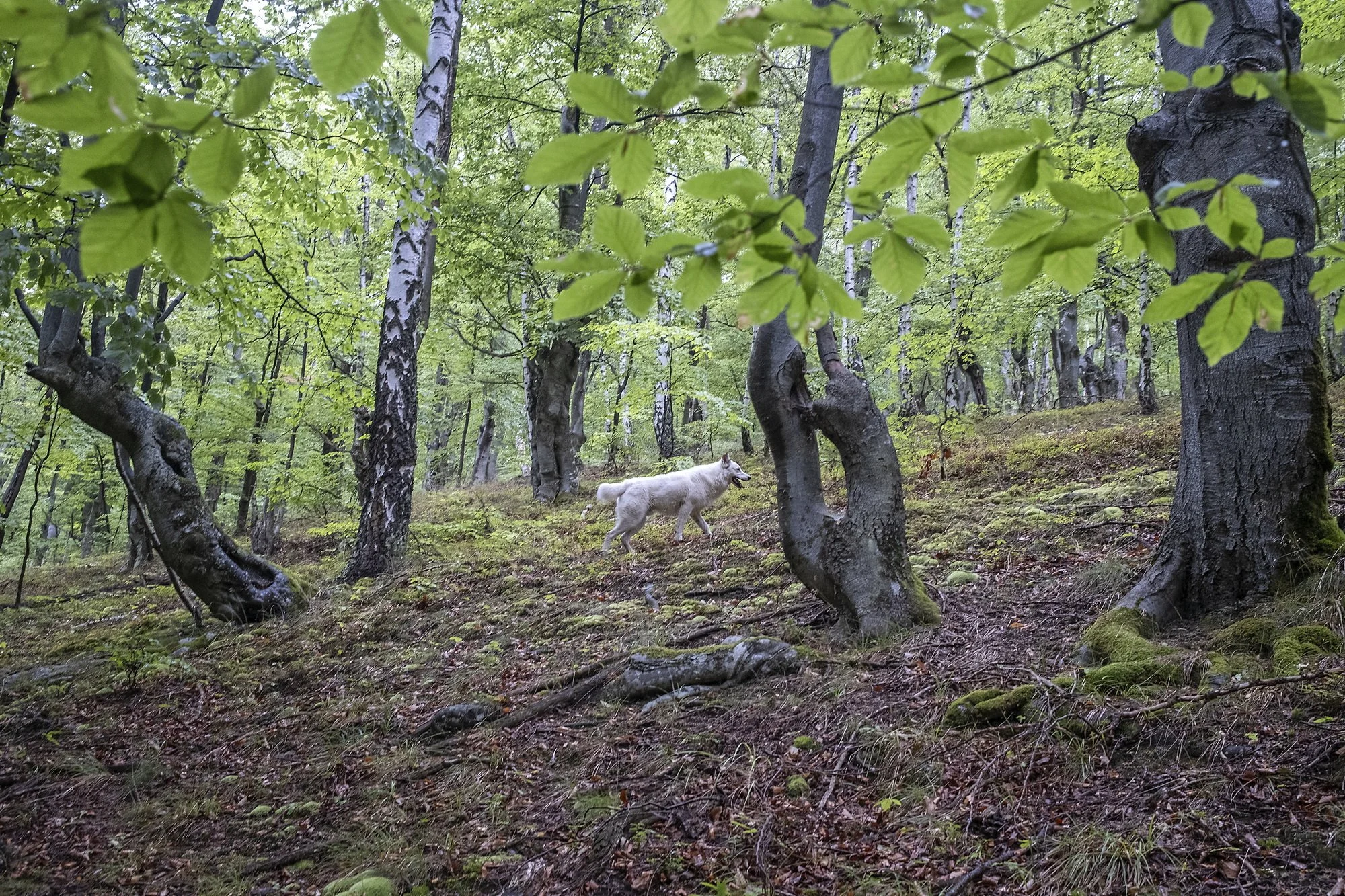 A dog in the forests near the UNESCO site of the Dacian fortress of Piatra Rosie, in the Orastie Montains. 