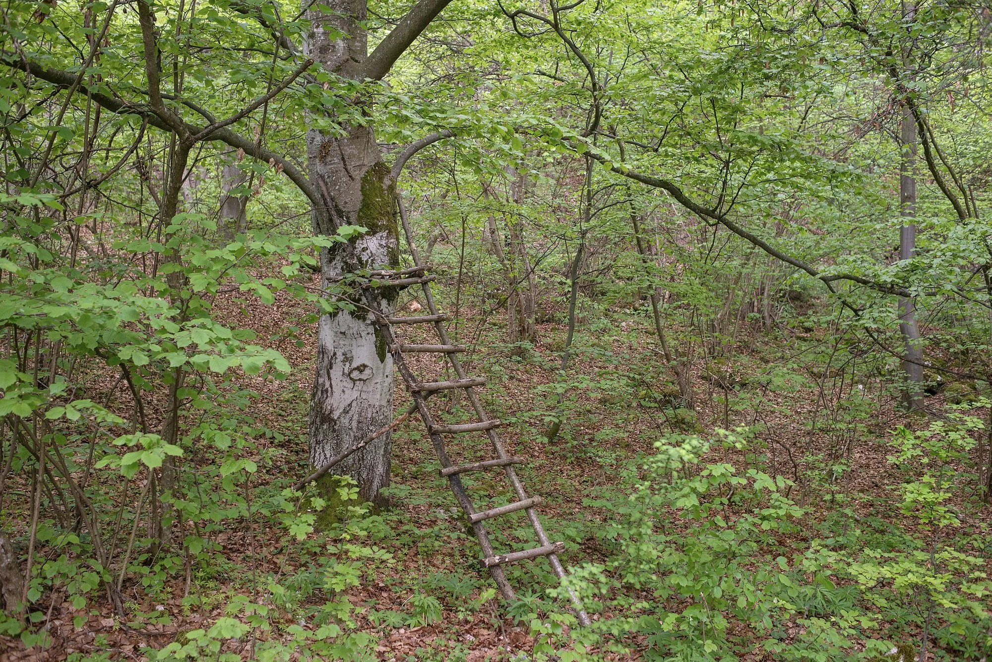 A makeshift stair in the forest near the UNESCO site of the Dacian fortress of Piatra Rosie, in the Orastie Montains. 