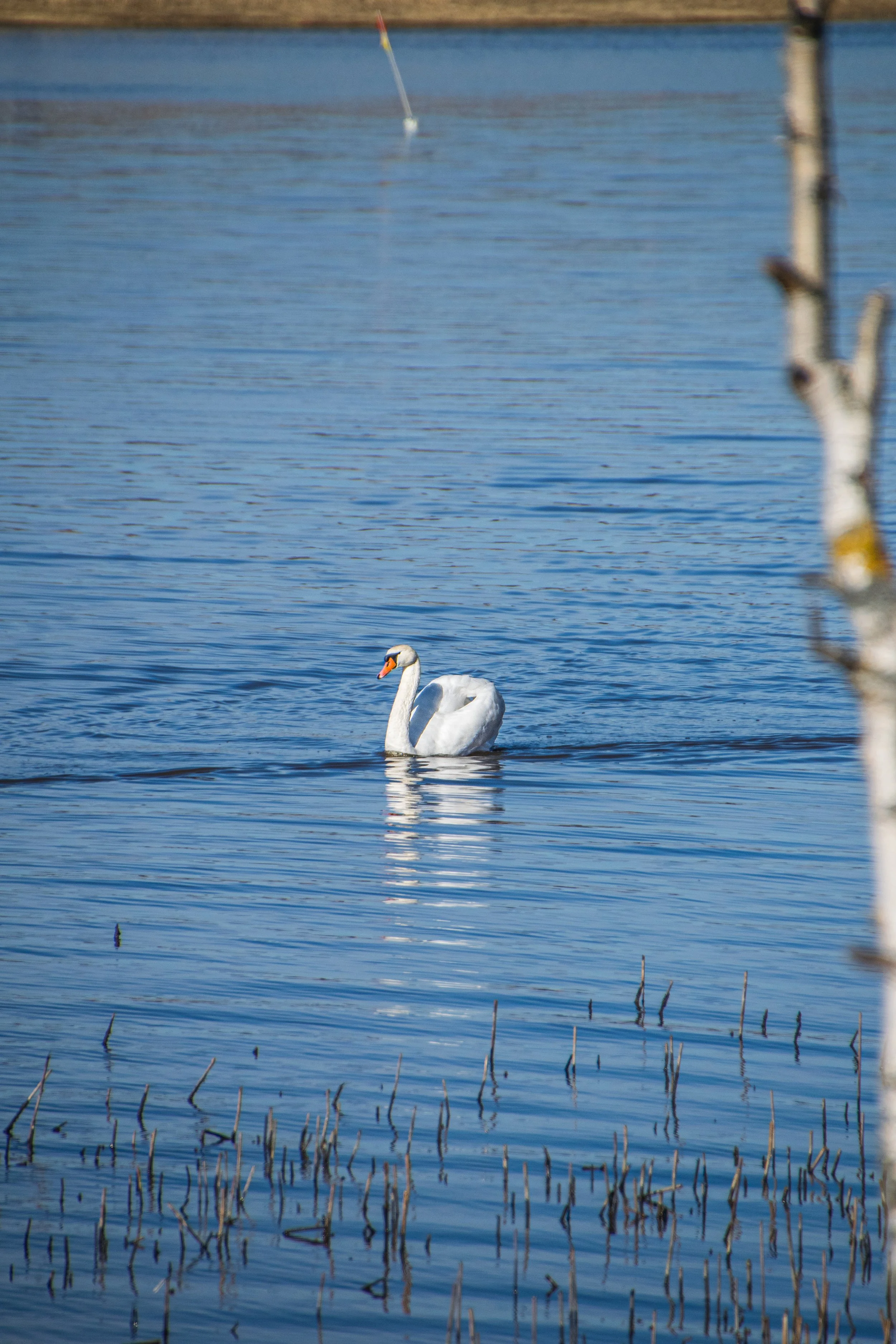 A white mute swan swimming on a calm body of water with a tree branch partially visible on the right side, Kuusiluoto, Helsinki, Finland