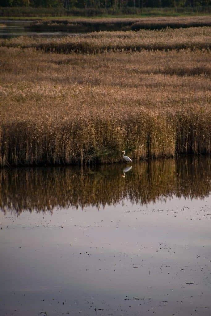 A tranquil marshland scene with tall grasses, a calm body of water, and a great egret standing at the water's edge, Laajalahti, Espoo, Finland