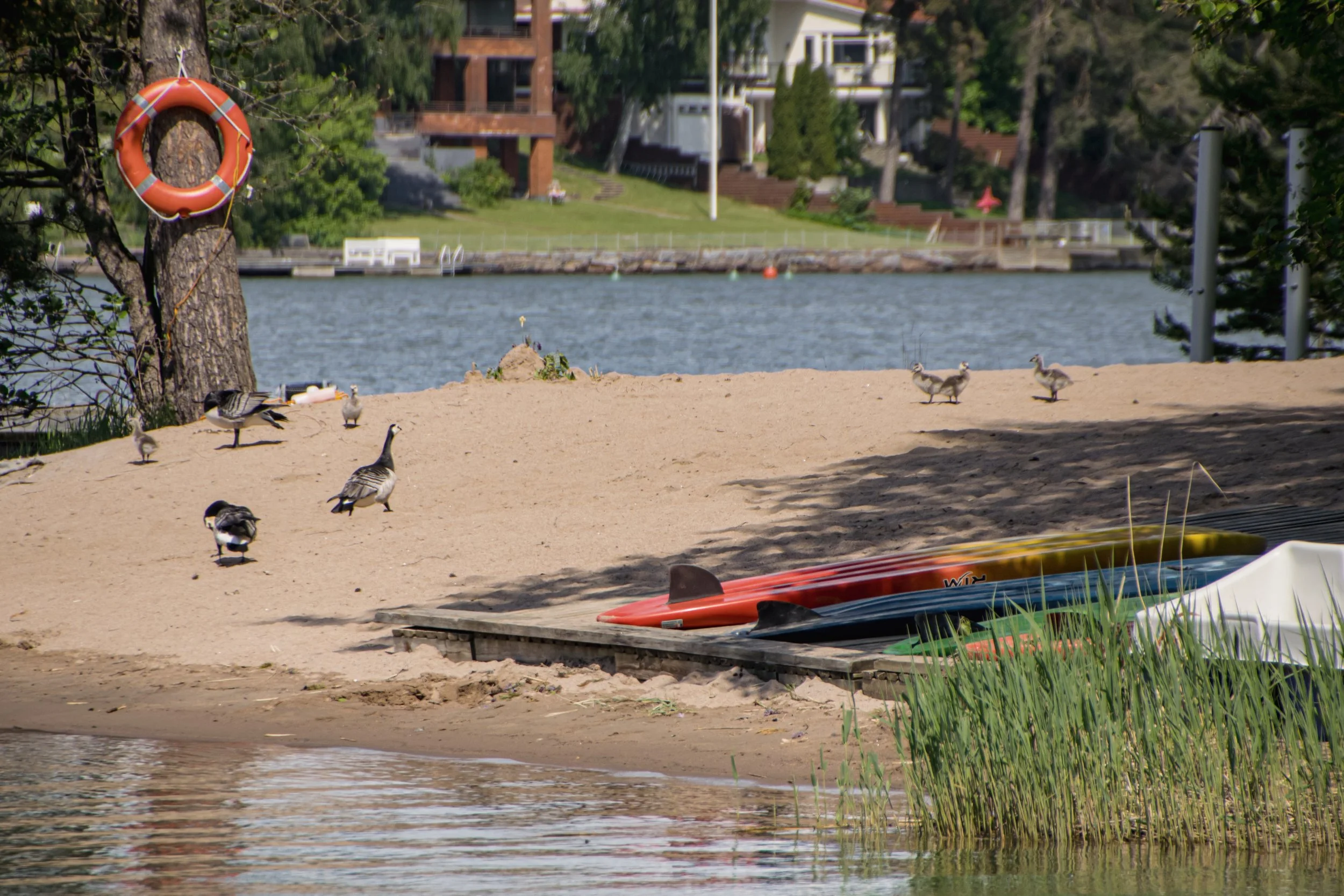 Several paddleboards and kayaks are stored on a sandy beach near the water, with barnacle geese walking along the shoreline and a lifebuoy hanging on a tree. In the background, there is a body of water with trees and houses along the shoreline.
