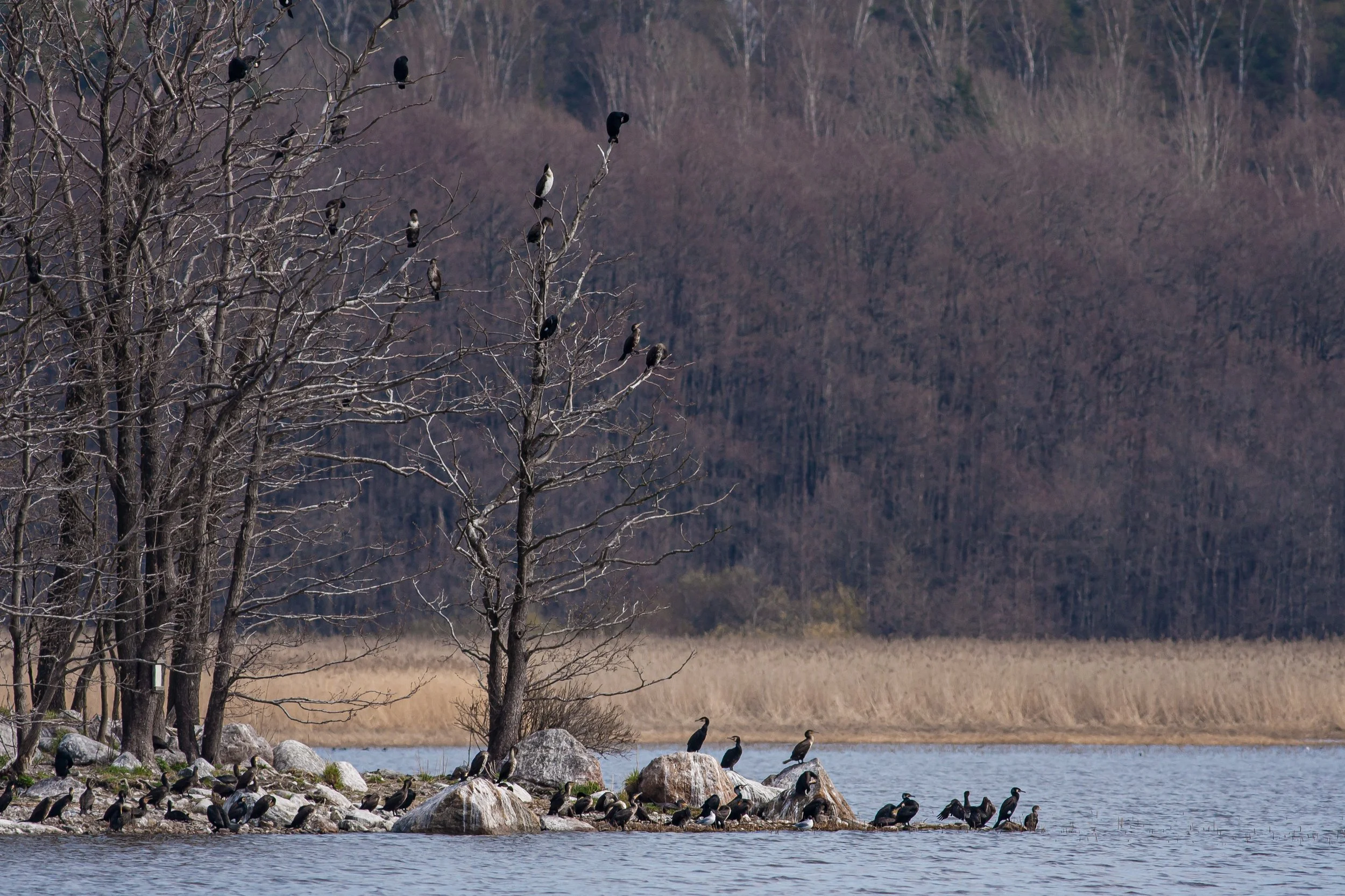 A large group of great cormorants, perched on leafless trees, rocks, and along the shoreline of a calm body of water with dry grass and a forested hillside in the background, Lammassaari, Helsinki, Finland
