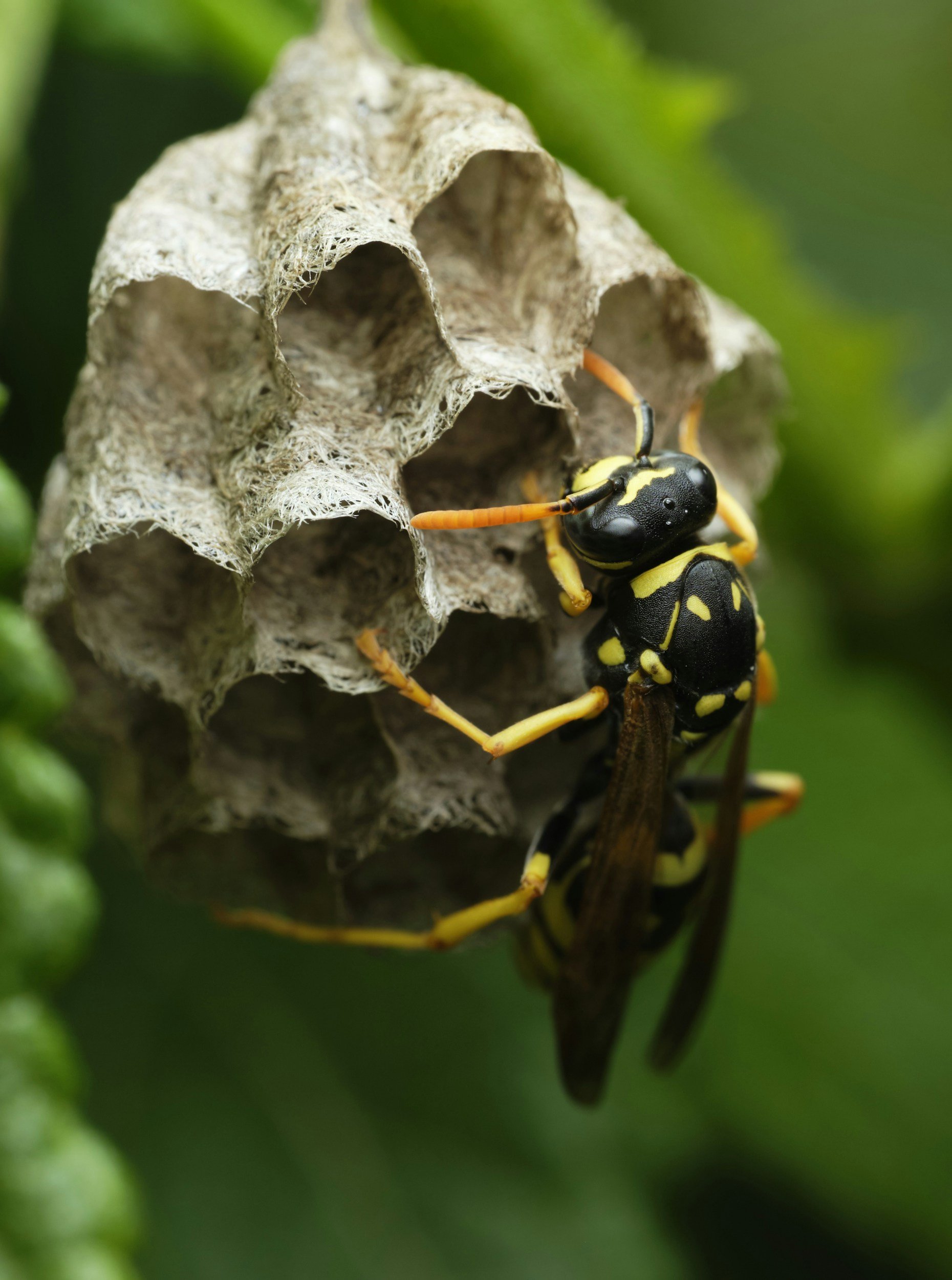 Close-up of a wasp on a paper nest with green foliage in the background.