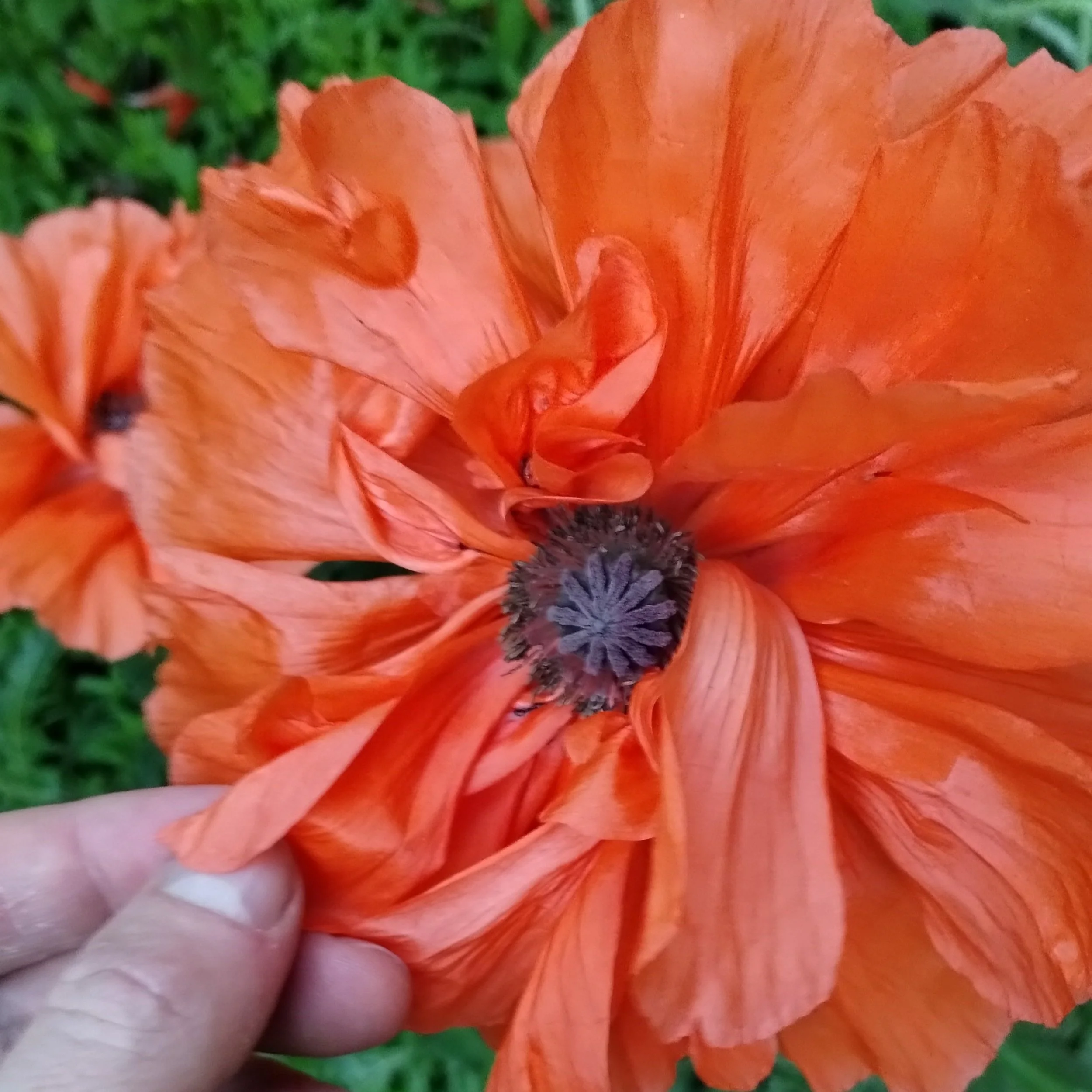 God created flowers tho.