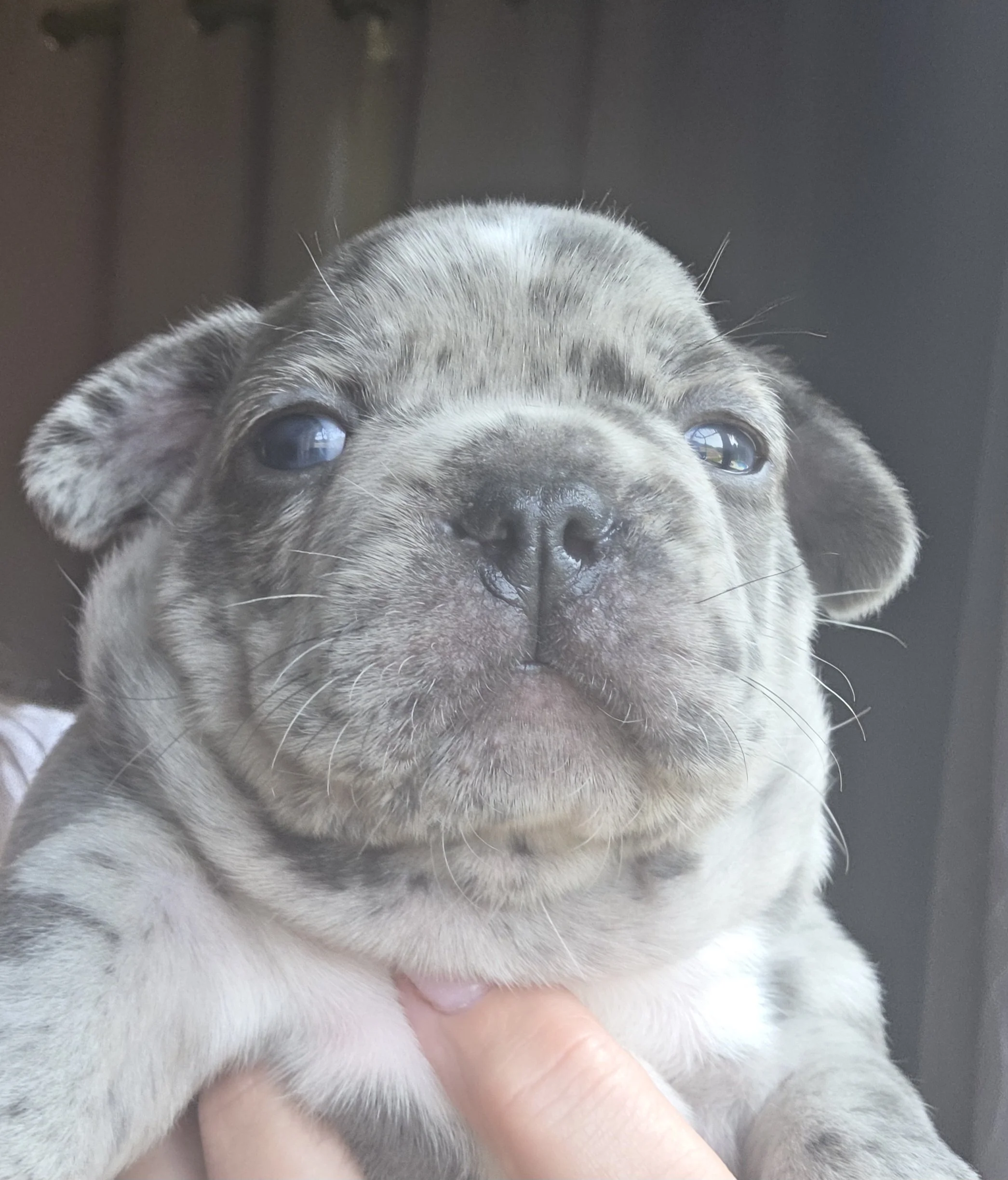 "MERLIN" Male Merle $2500