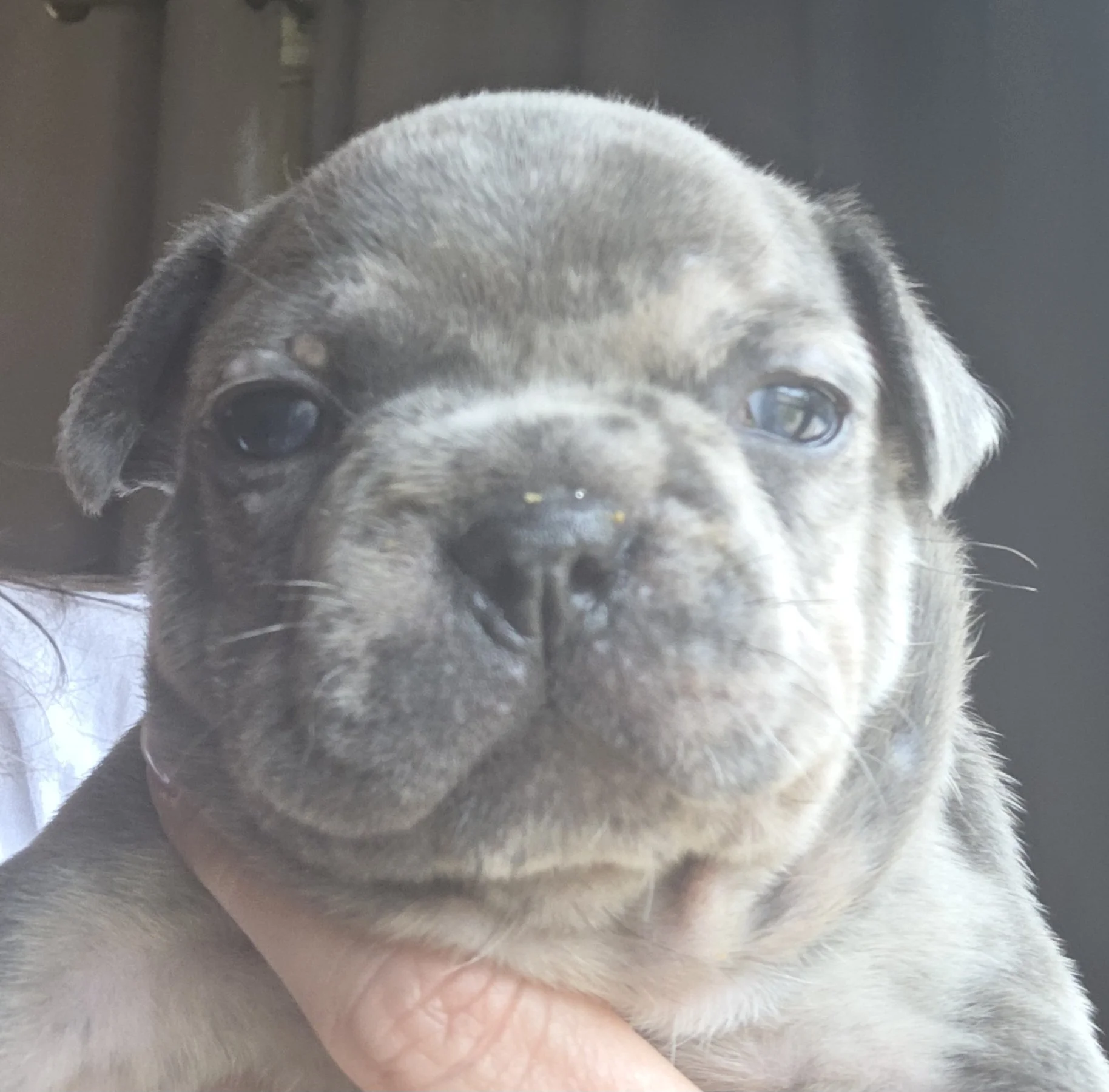 "GREY" Male Merle $2500