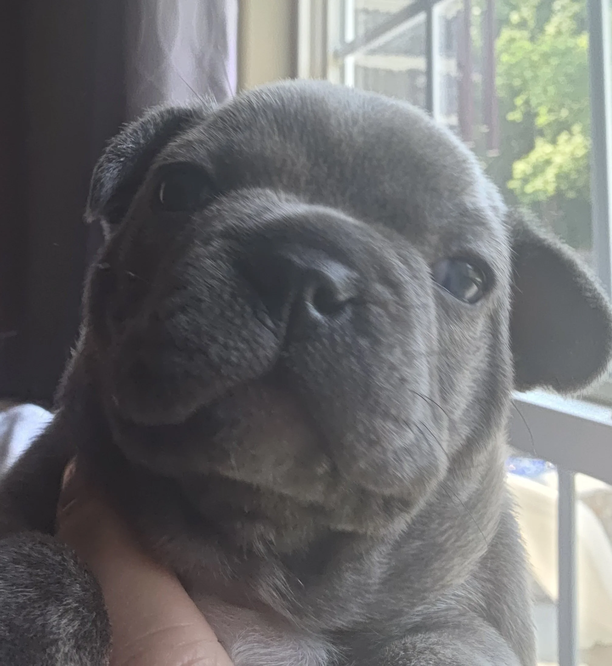 "BRINDLE" Male Blue in Color with White patch on chest $2500
