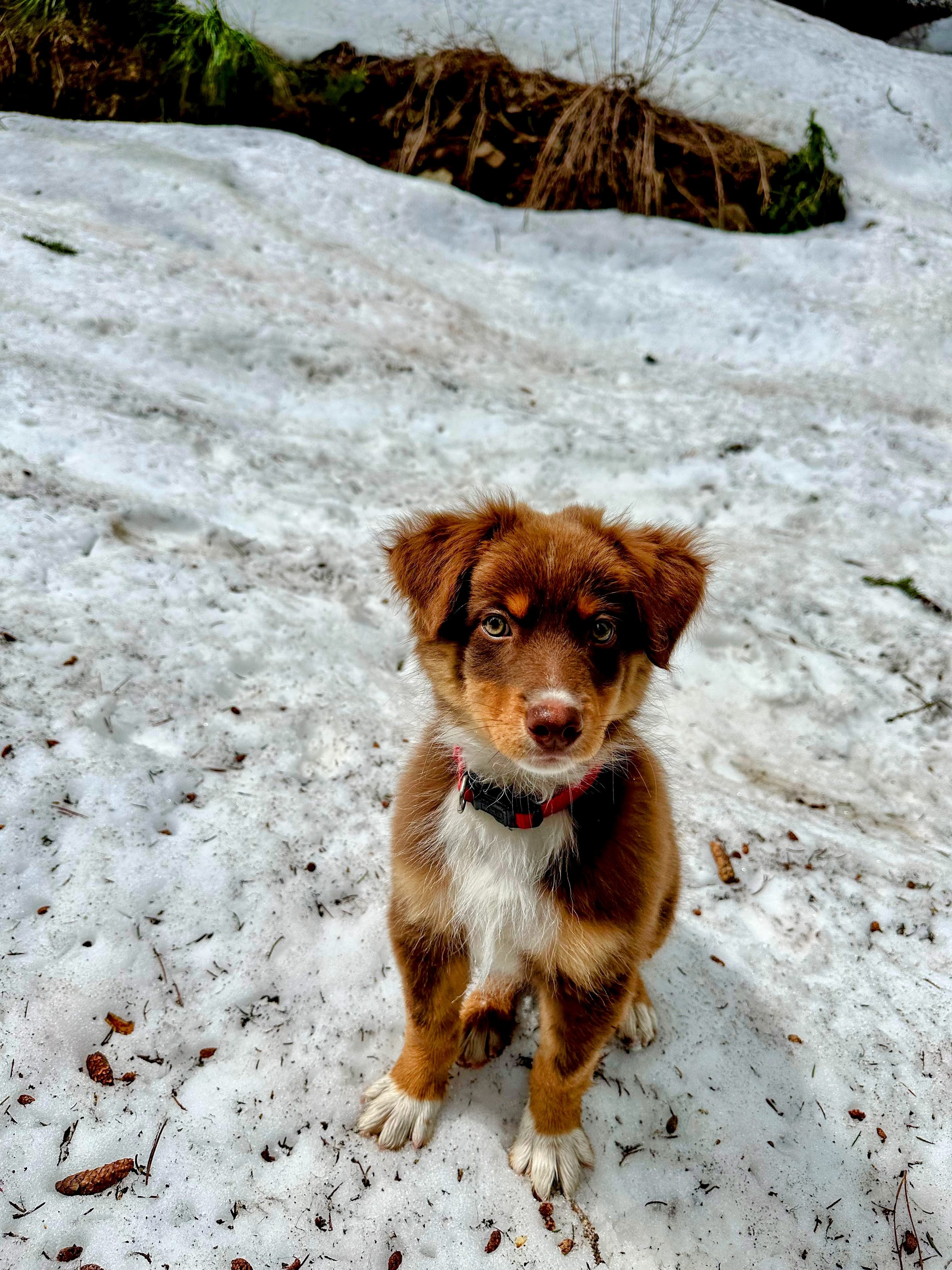 A brown and white puppy with floppy ears and blue eyes sitting on snow-covered ground with pinecones and sticks, with a background of more snow and some plants.