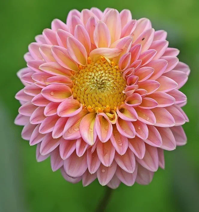https://en.wikipedia.org/wiki/Dahlia#/media/File:Dahlia_x_hybrida.jpg