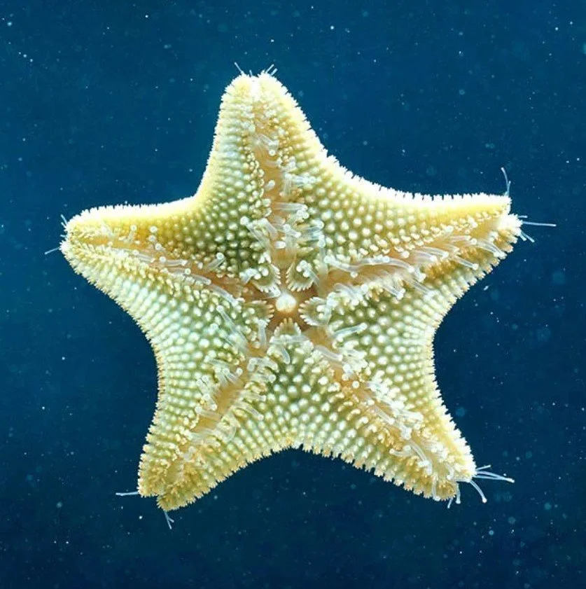 https://www.monaconatureencyclopedia.com/wp-content/uploads/2008/08/Asterina-gibbosa.jpg